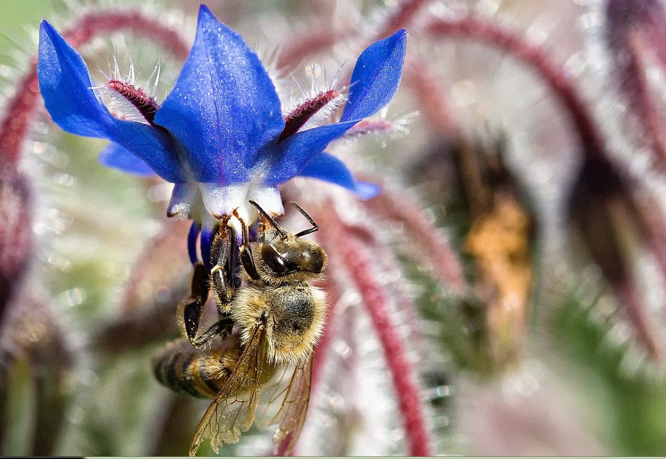 Borraggine e ape