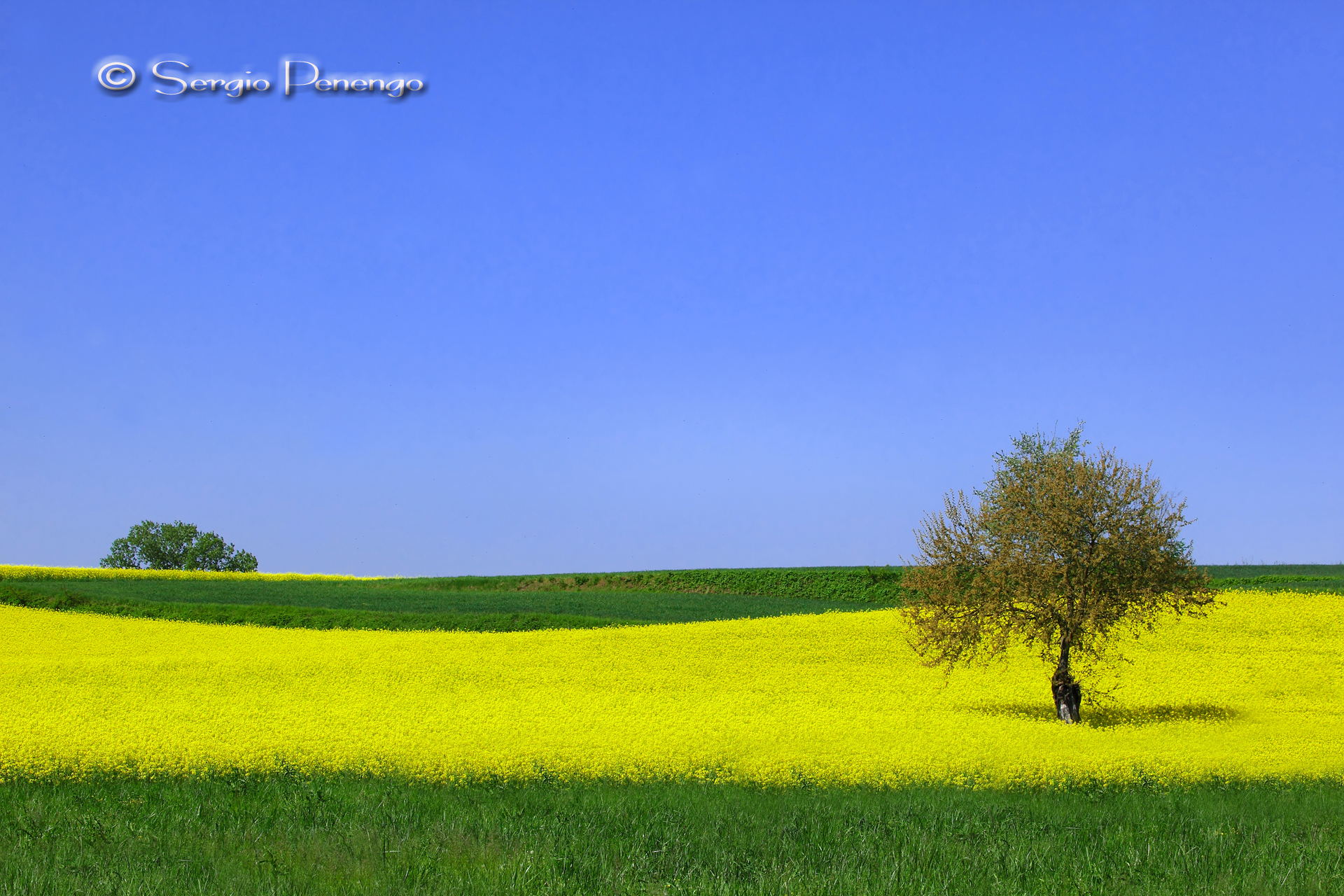 "Yellow Rape"
