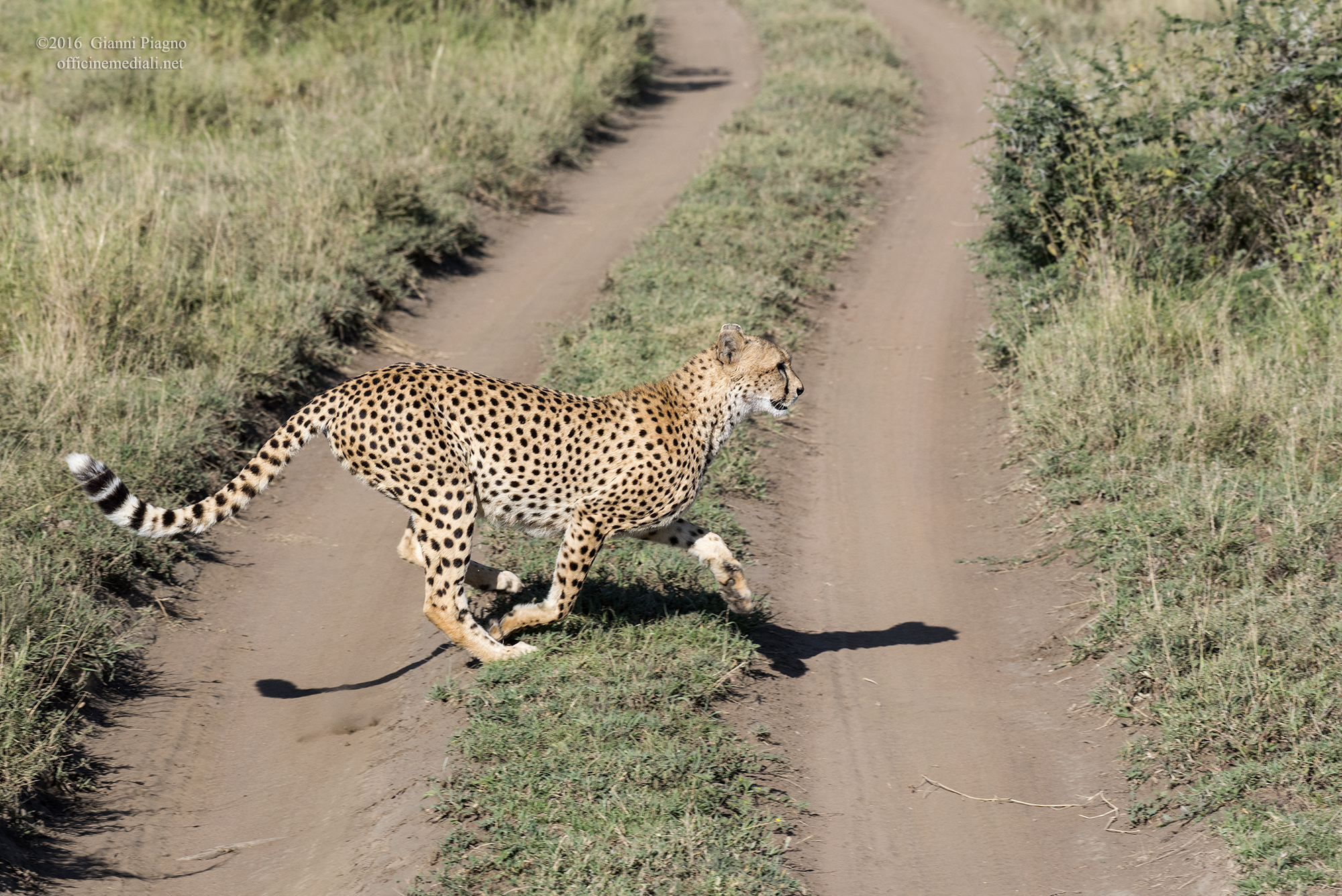 Warning pedestrians!