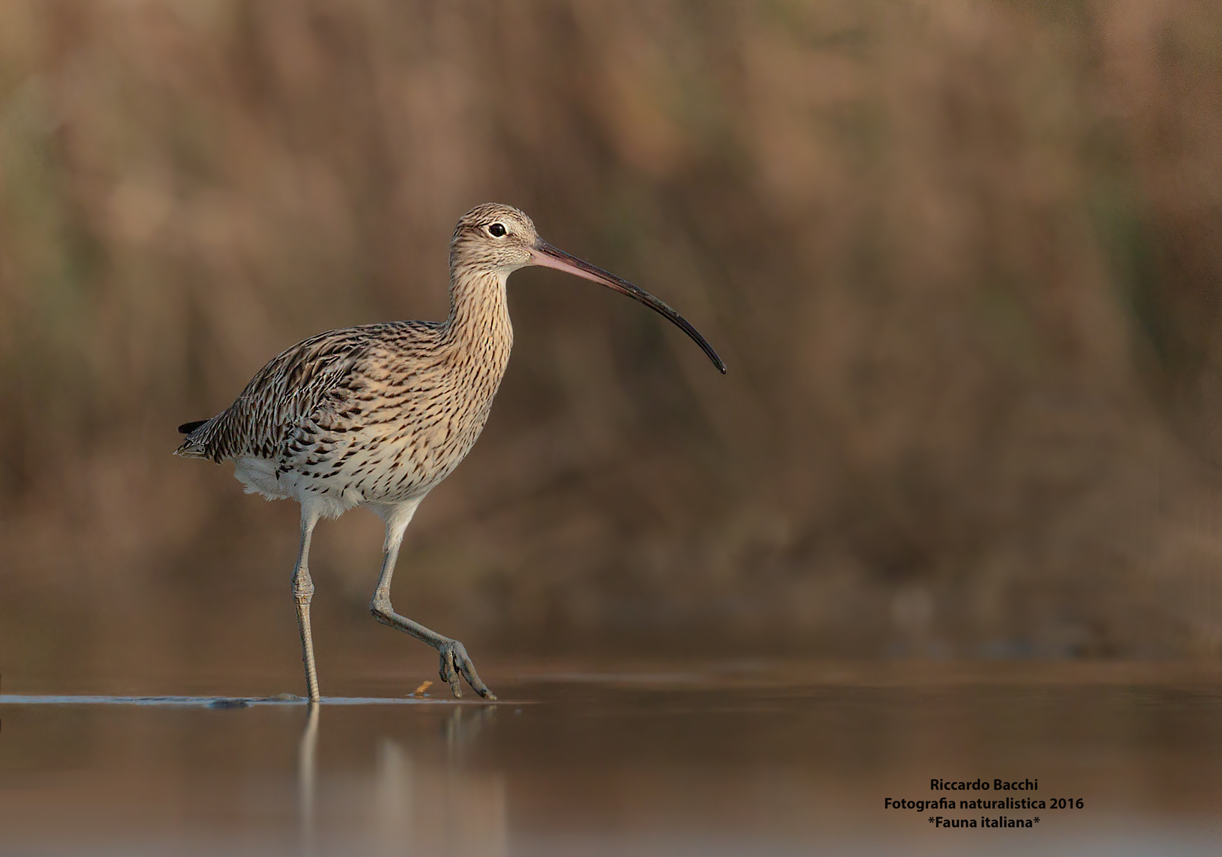 Curlew Maggiore
