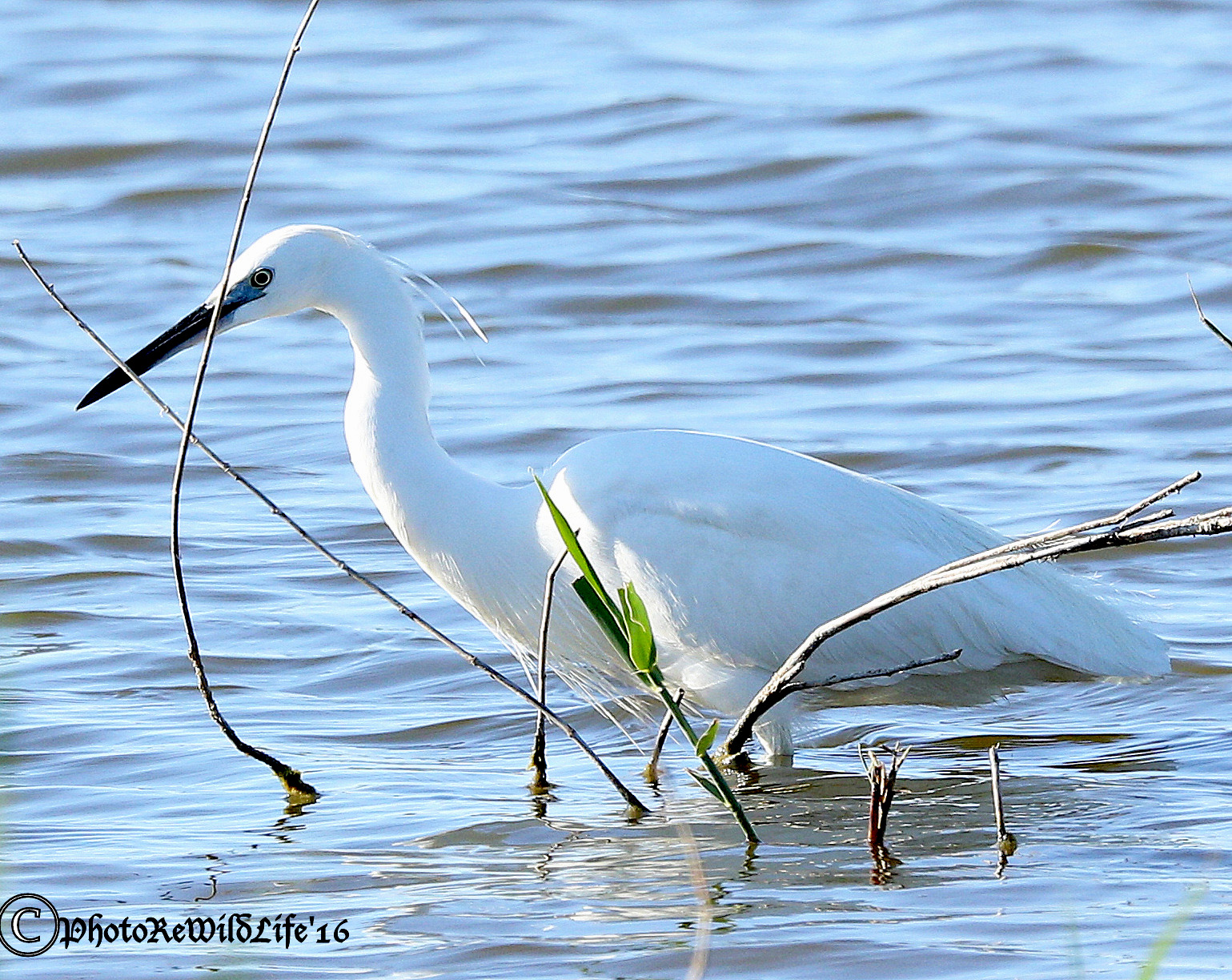 Sgarzetta Agretta IV