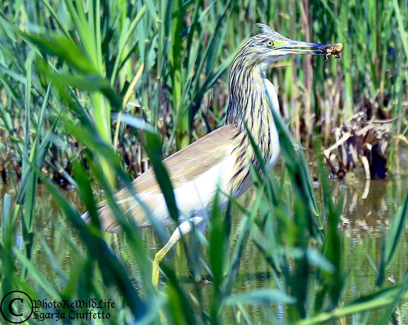 The Sgarza Ciuffetto