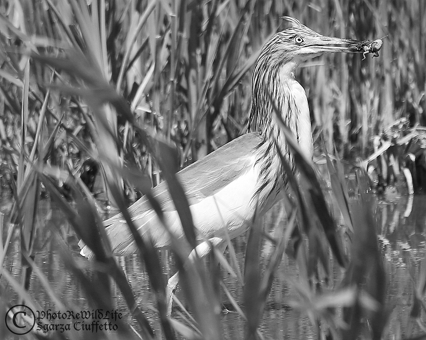 Sgarza Ciuffetto B & N