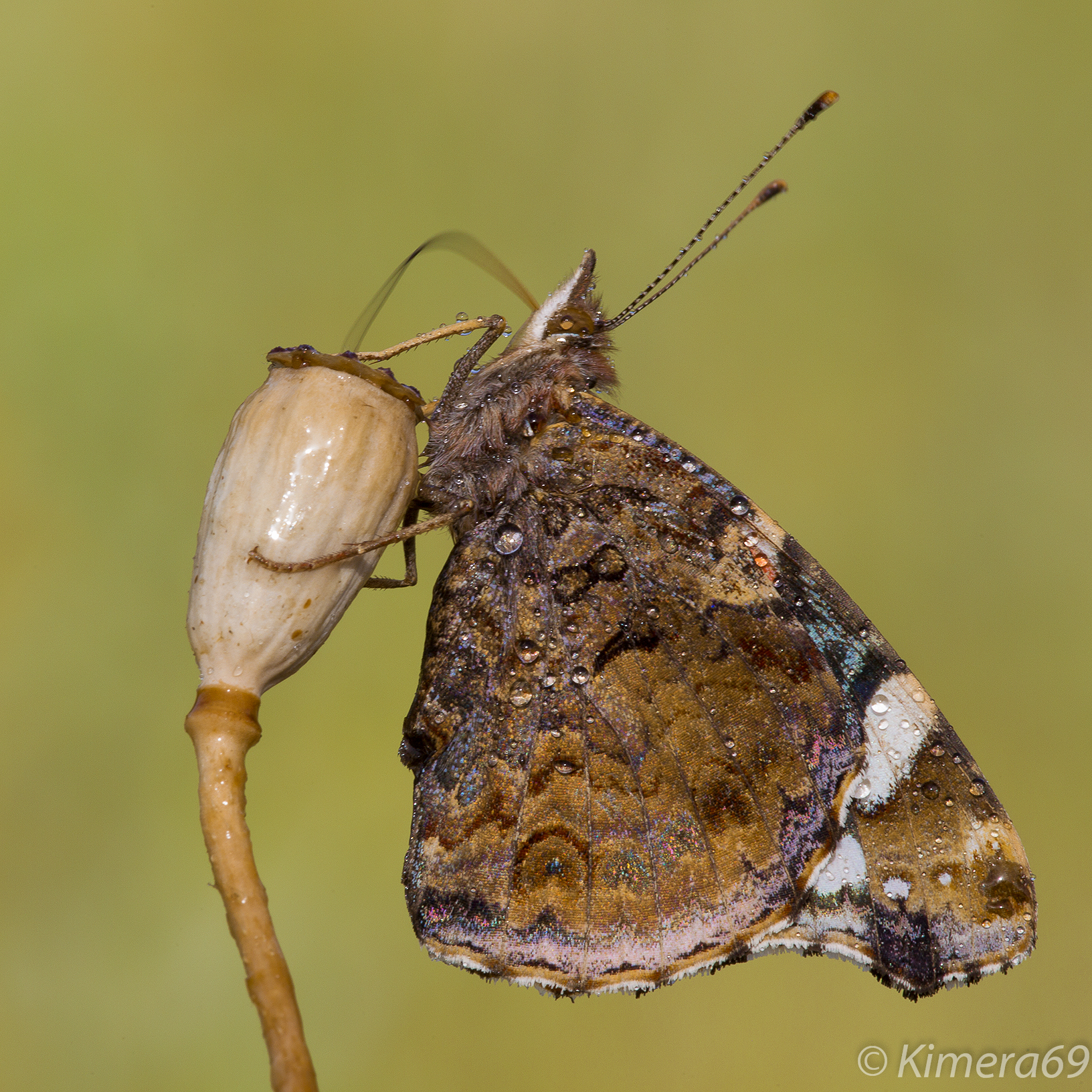 Vanessa atalanta