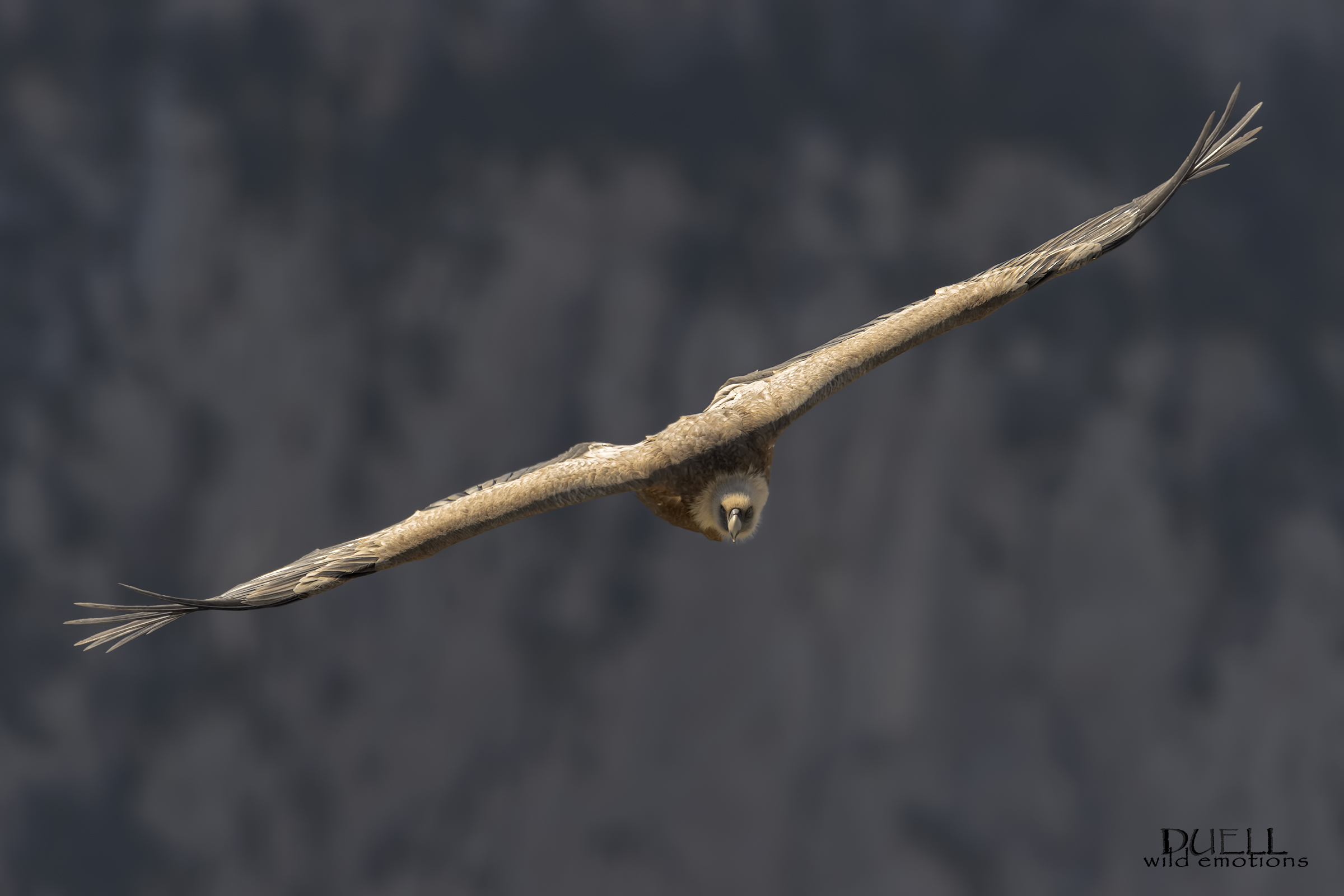 the griffin of the canyon