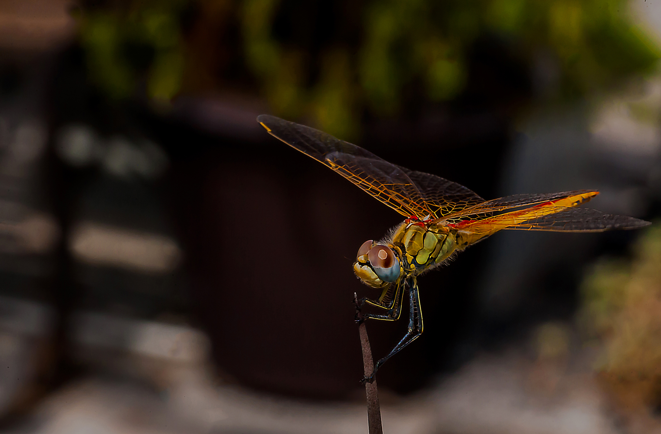 Hello to tuttiiiiiiiiiiiiii