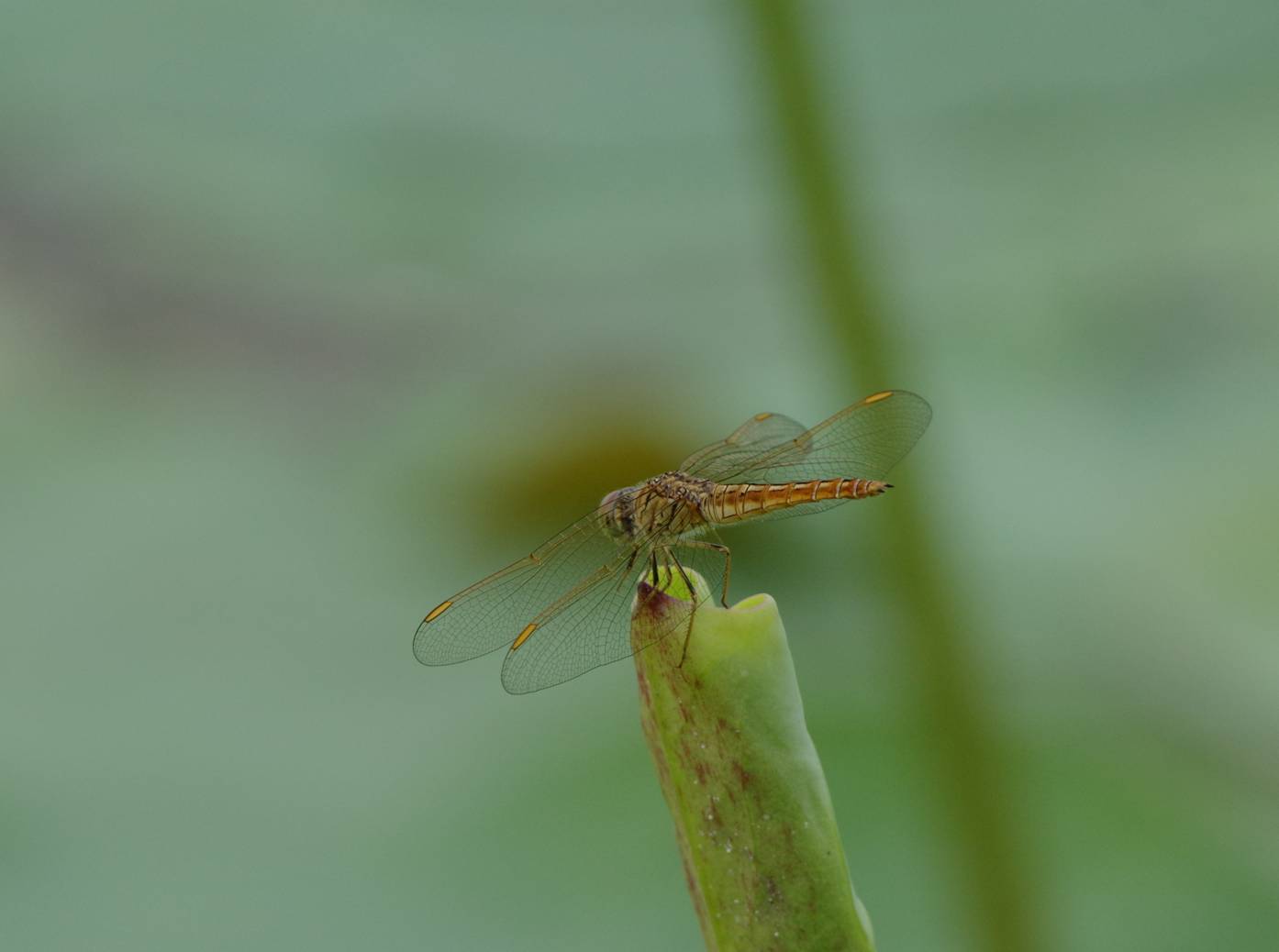 Asian Amberwing