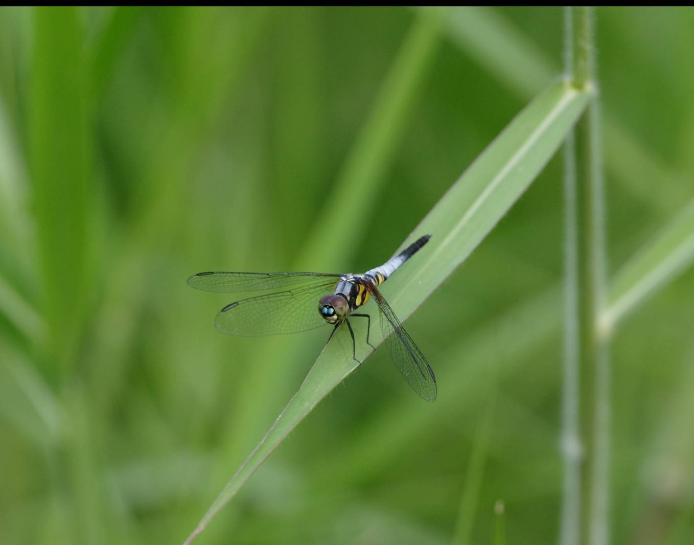 Blue Dasher