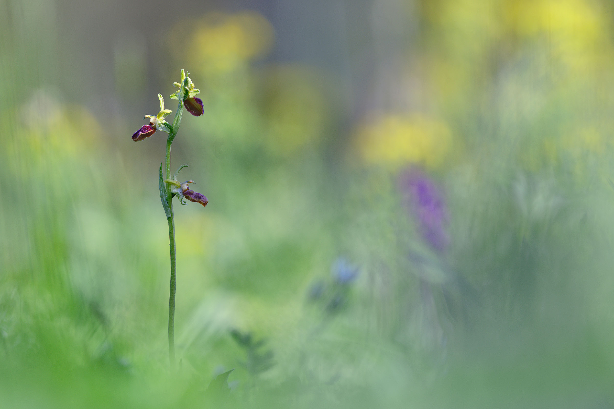 Ophrys sphegodes.