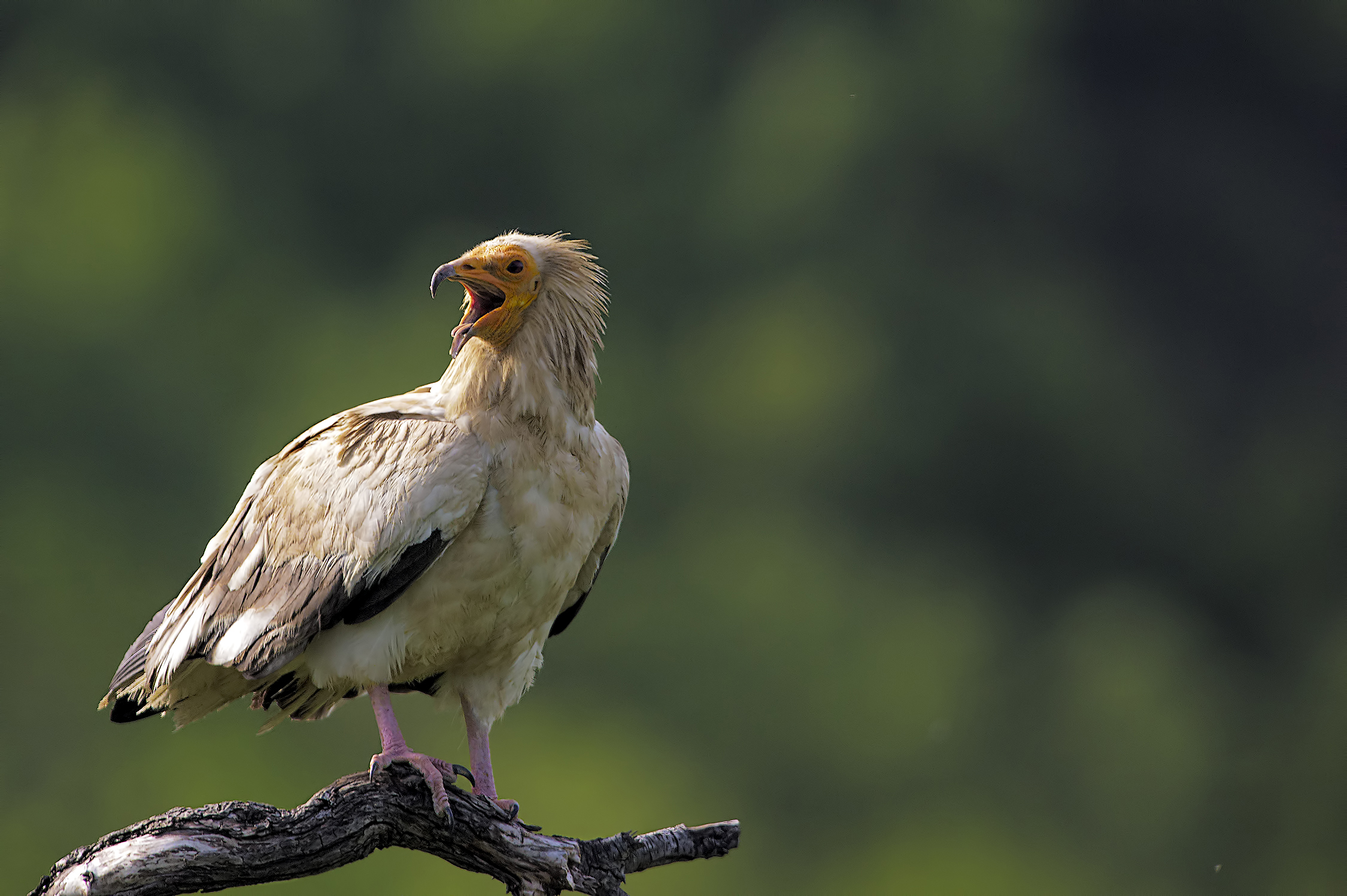 capovaccaio...profilo migliore