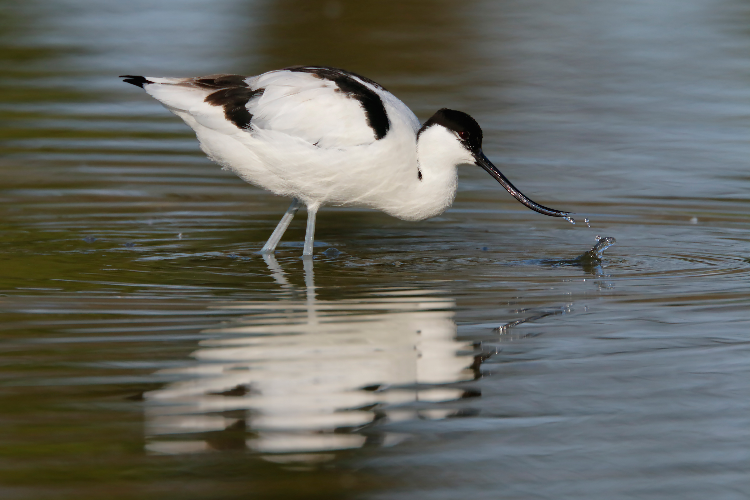 avocet