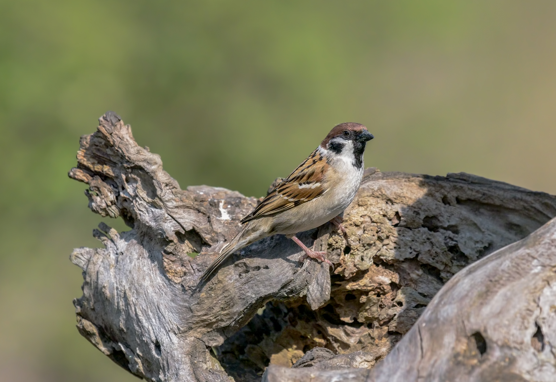 Sparrow Tree Sparrow - Passer montanus