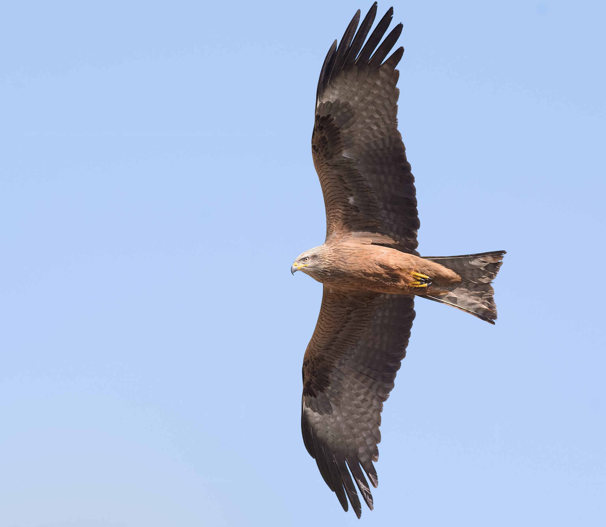 Black Kite