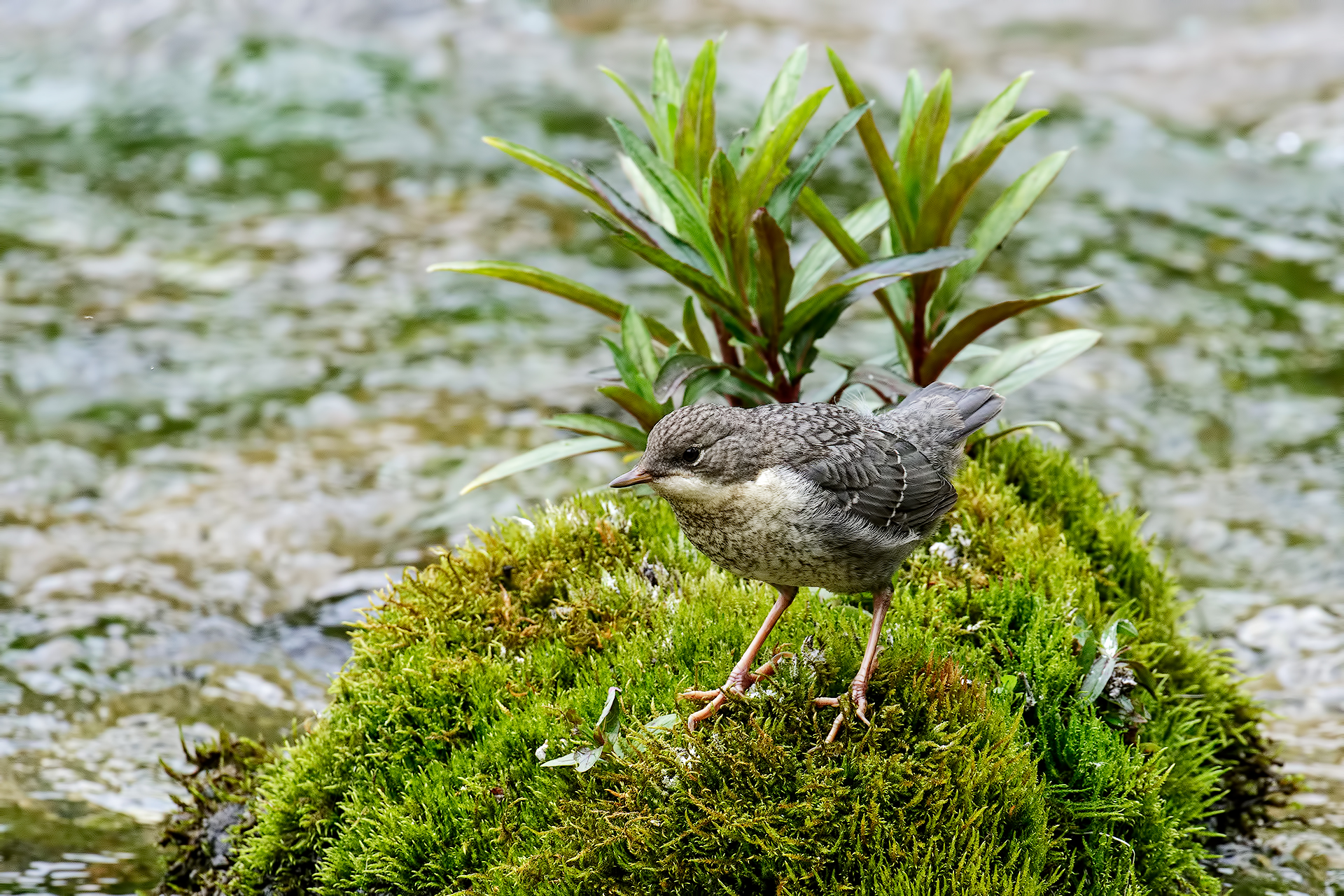 Il piccolo merlo acquaiolo