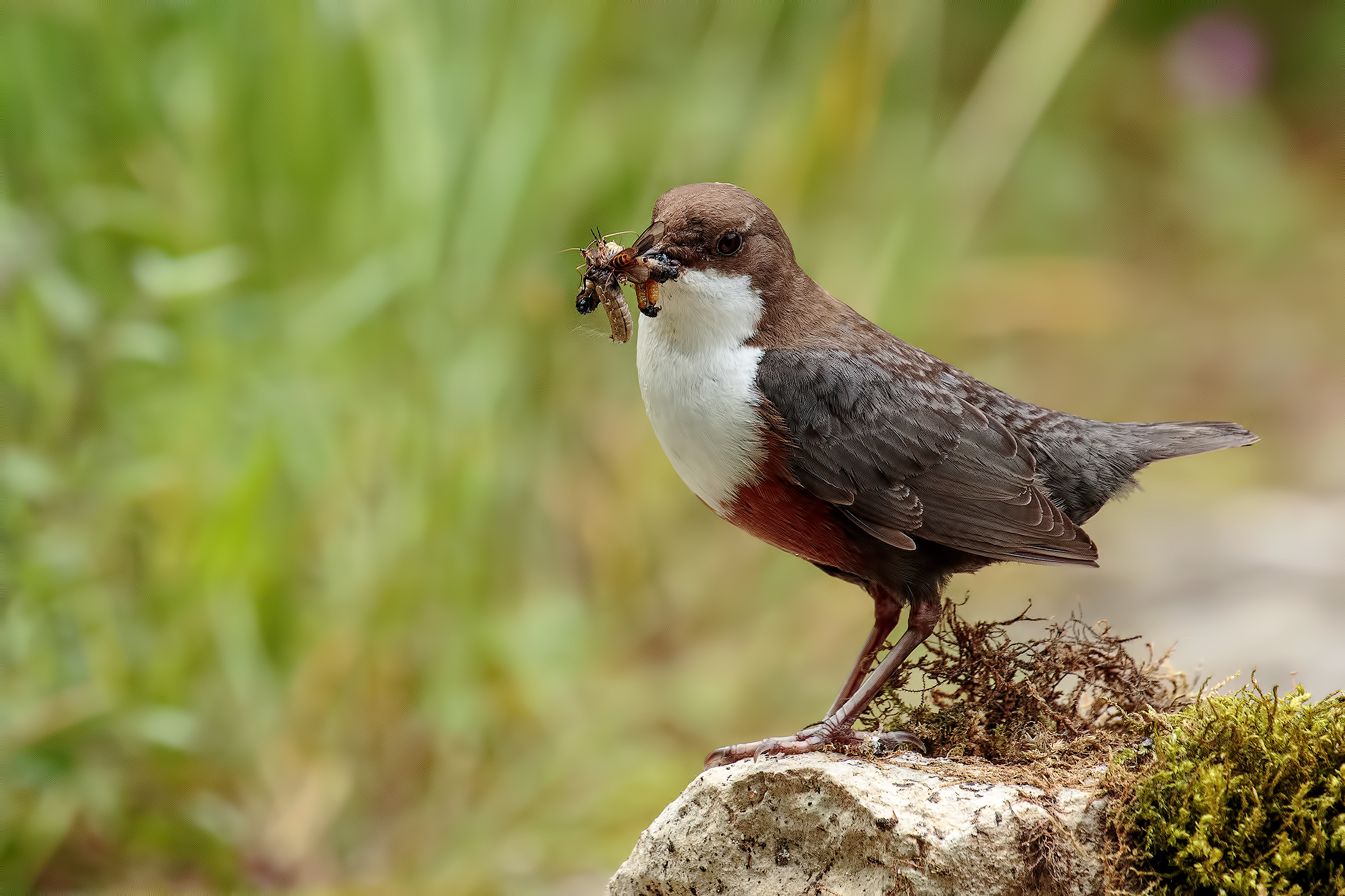 dipper