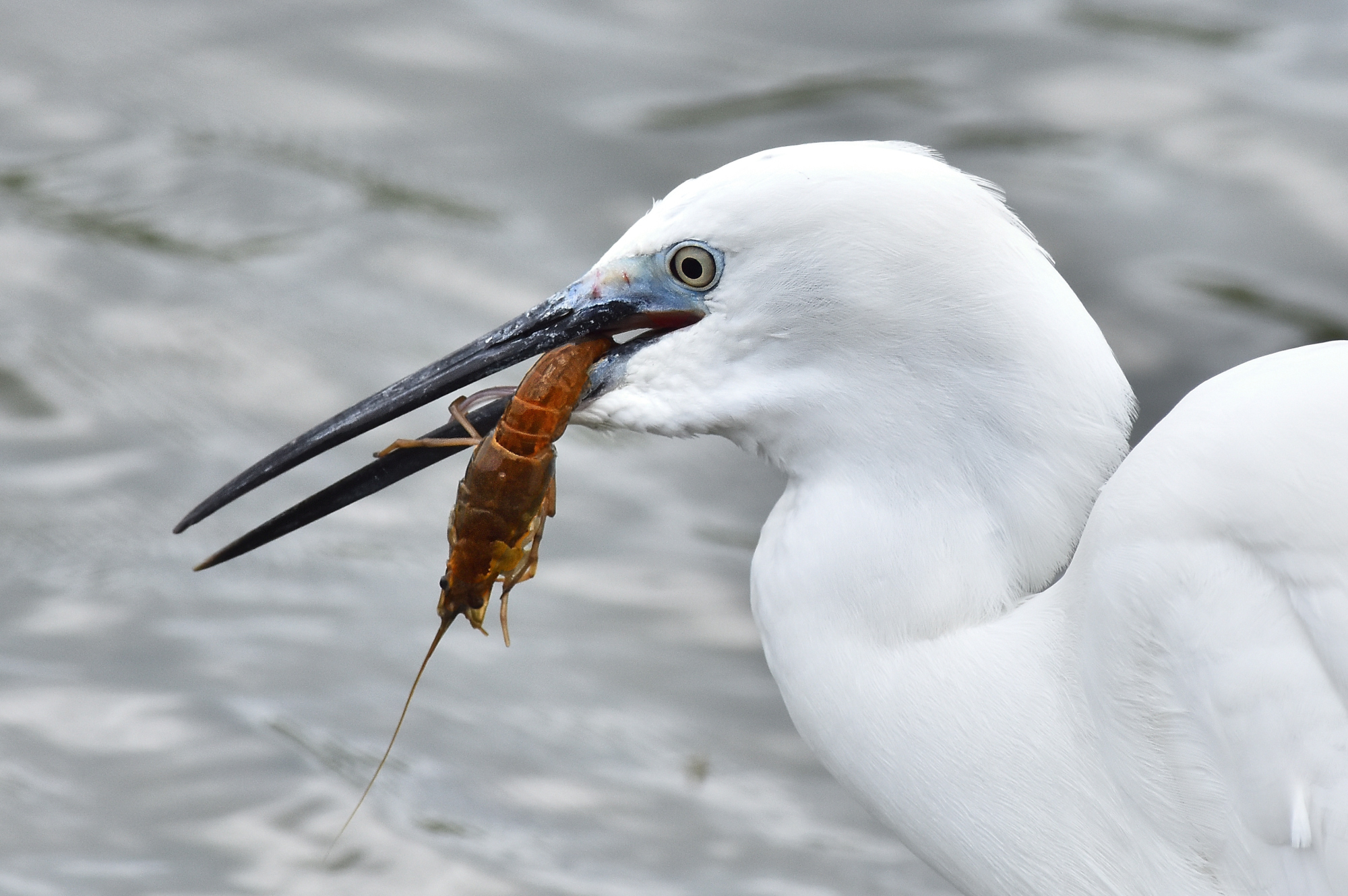 Colazione col gambero