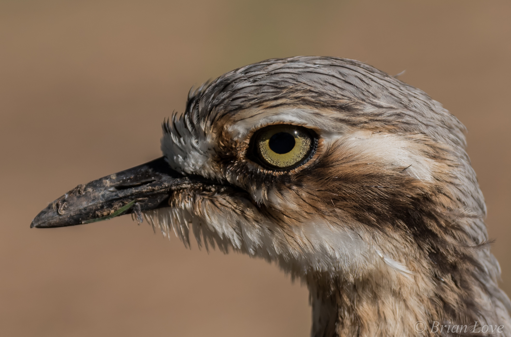Focus On The Eye - Bush Stone Curlew