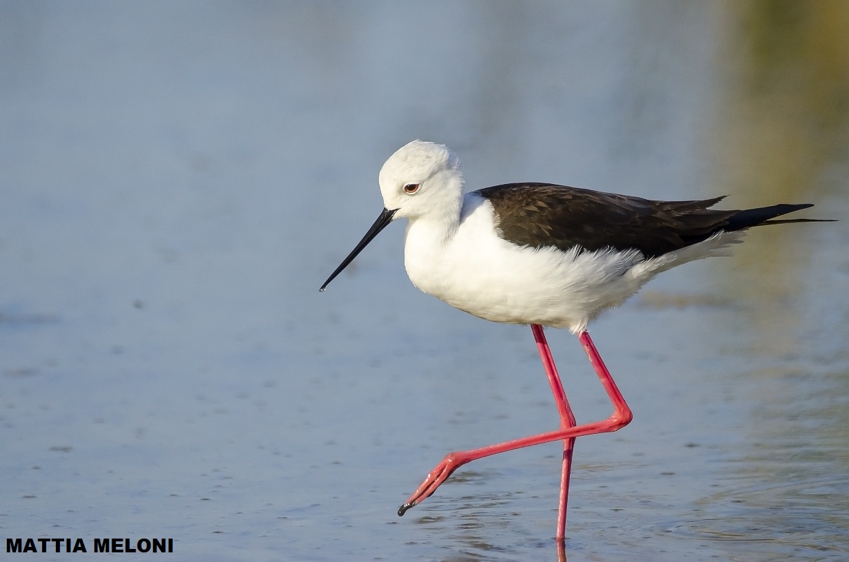 Knight of Ialia (Himantopus himantopus)