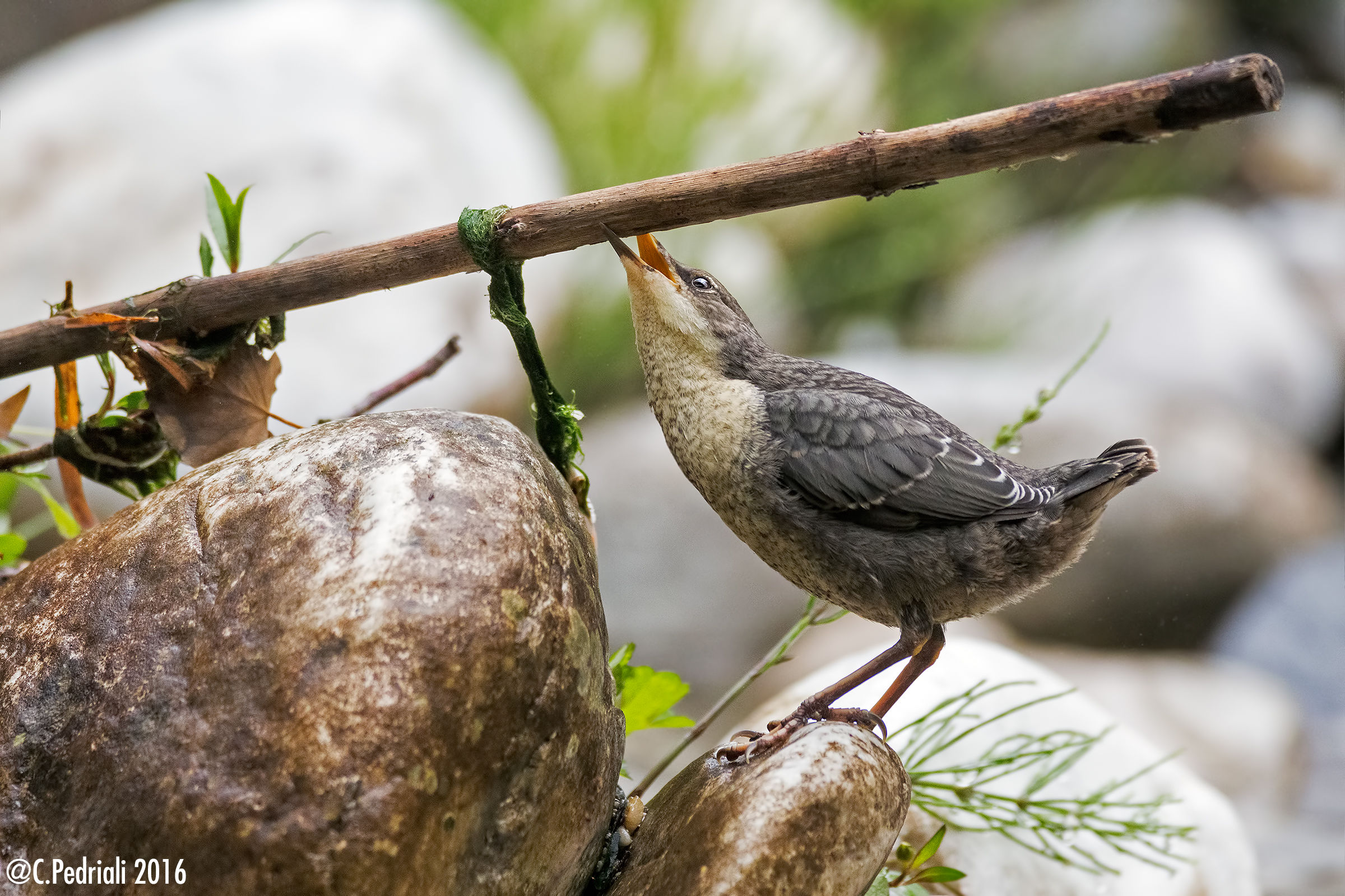First games (Dipper juv.)
