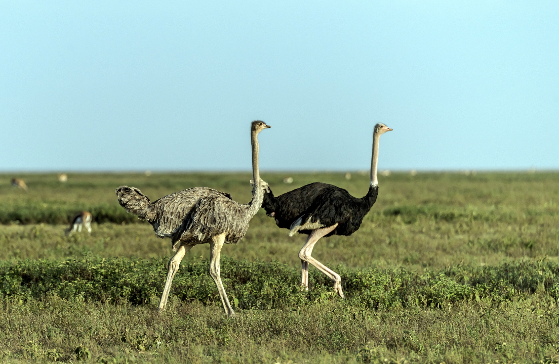 Tanzania 2016 - Struzzi