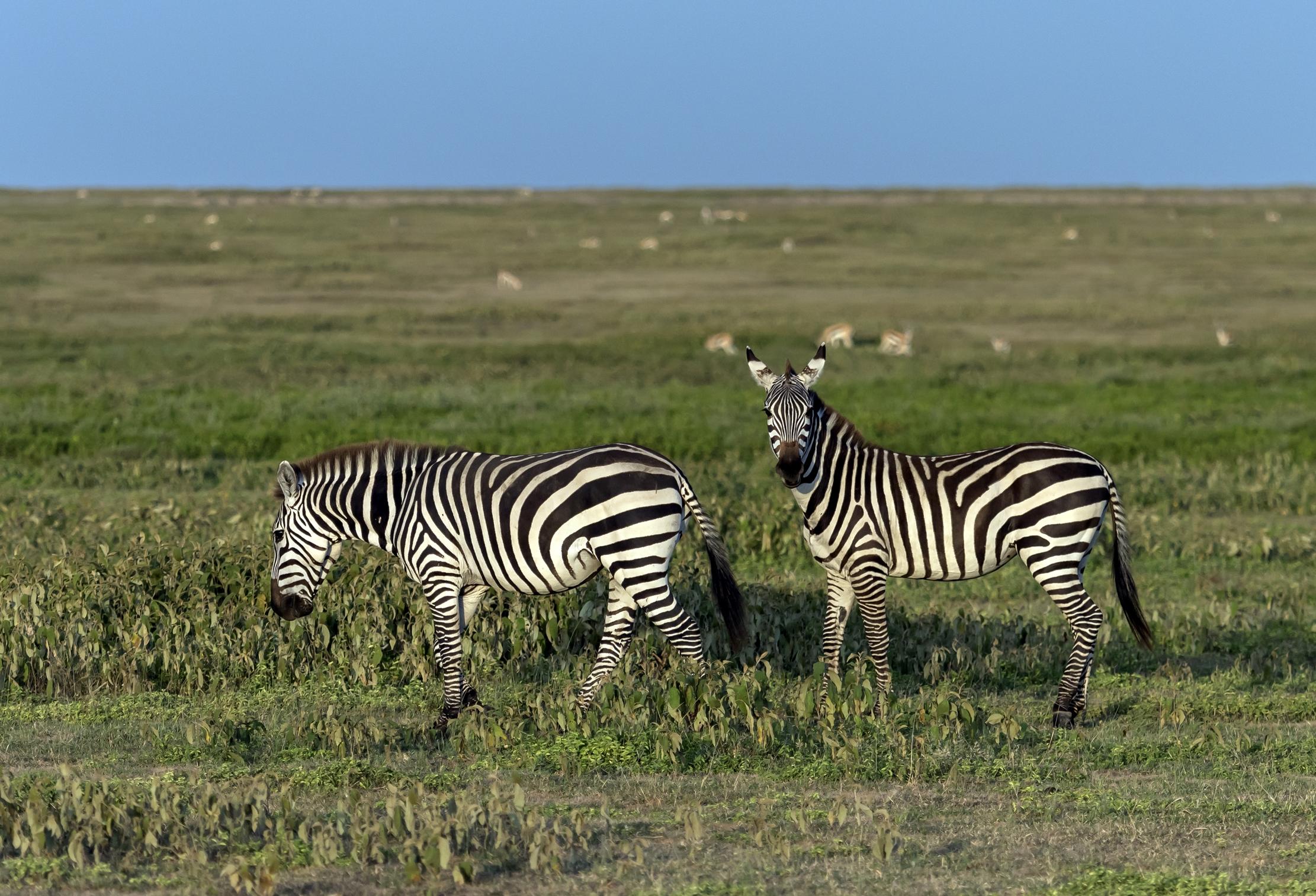 Tanzania 2016 - Zebre