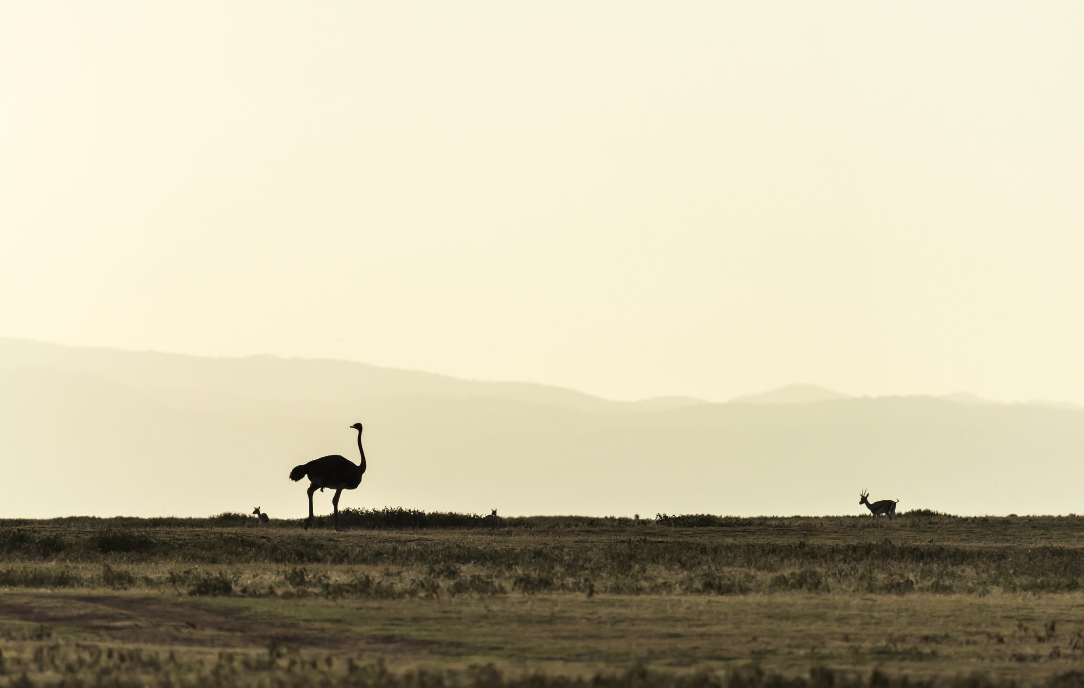 Tanzania 2016 - Alba