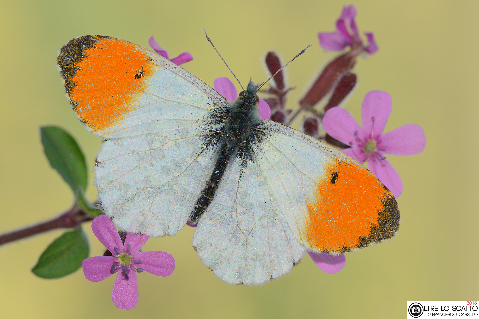 Anthocharis cardamines (Linnaeus, 1758)