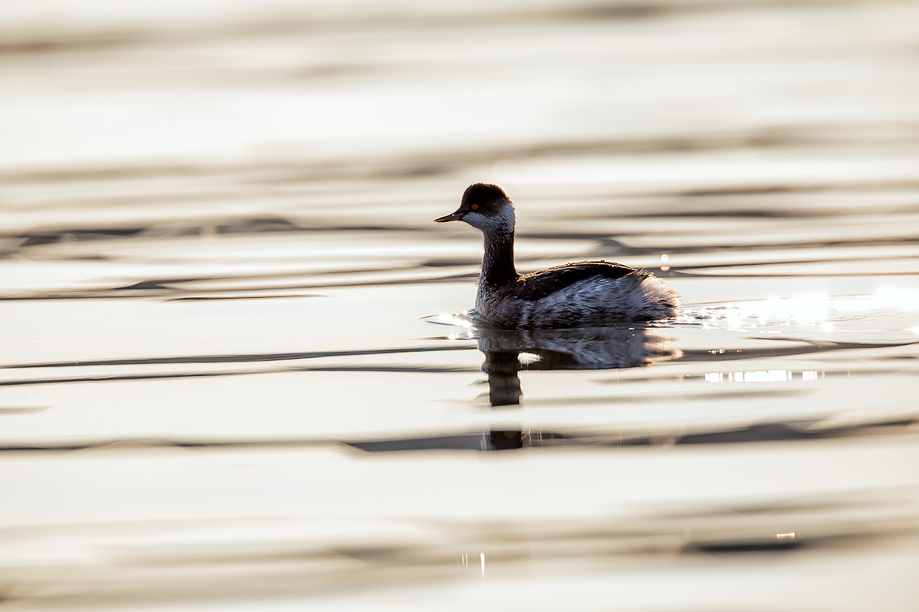 Little Grebe