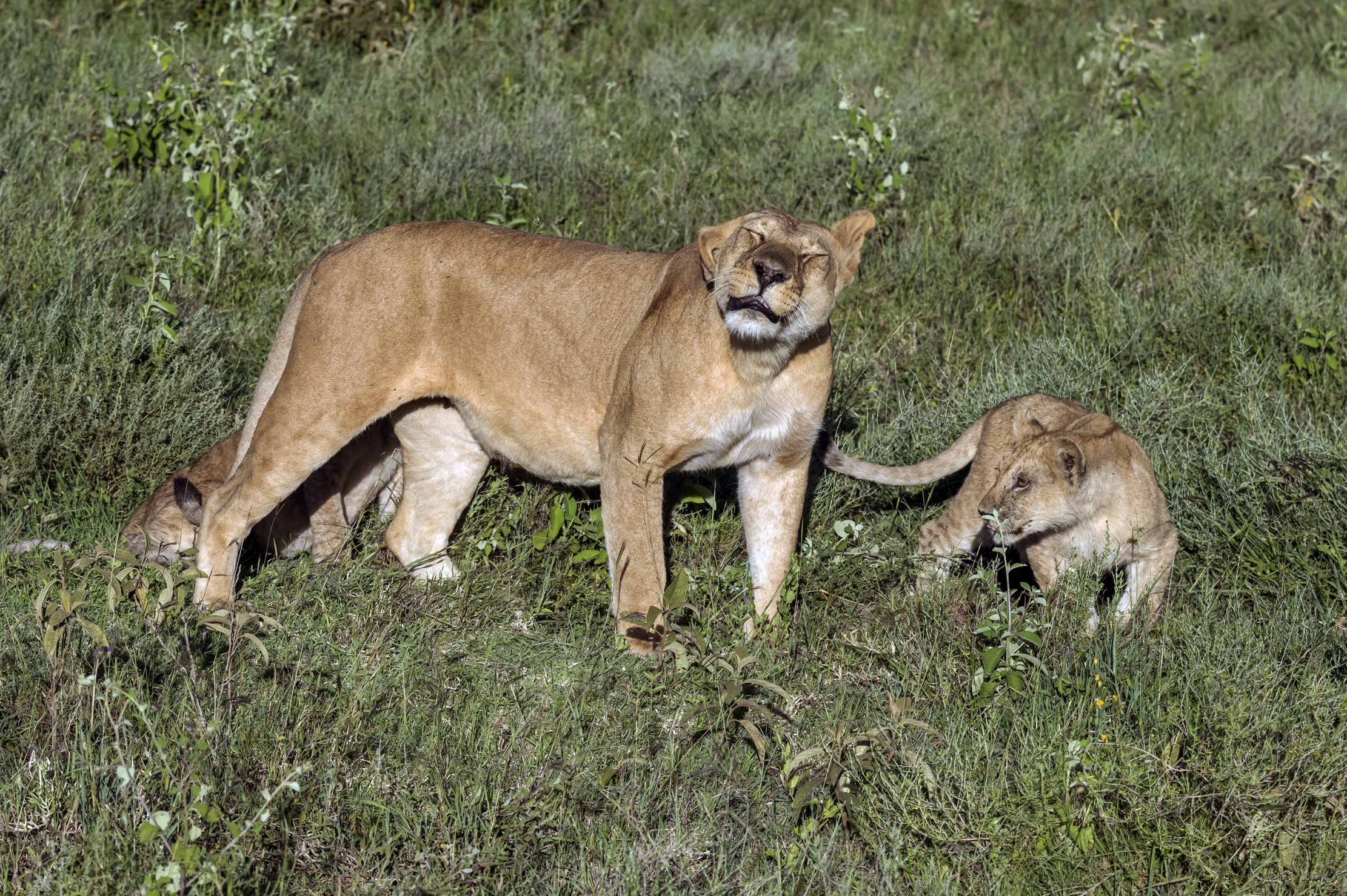 Tanzania 2016 - Lion