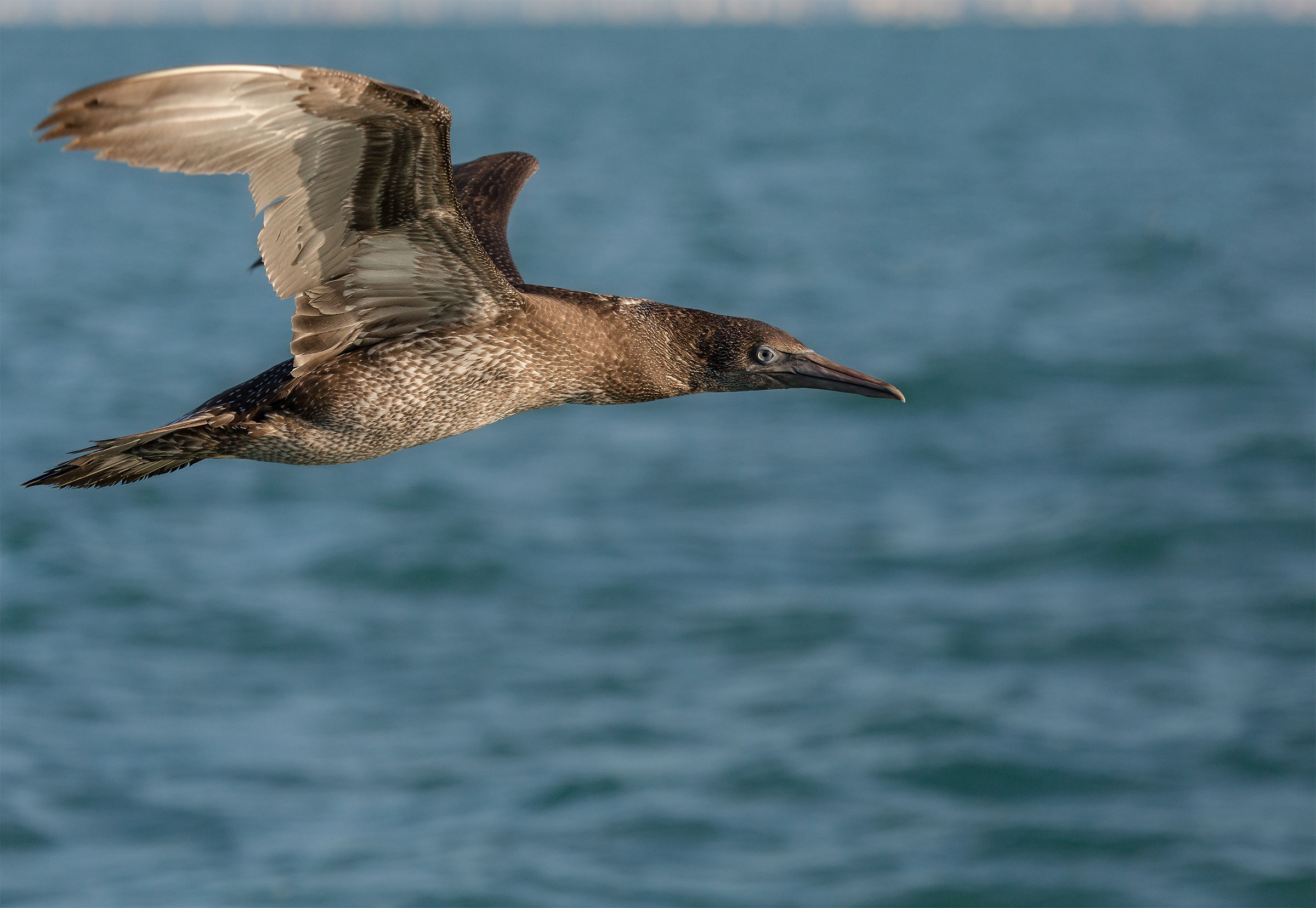 Sula bassana giovane