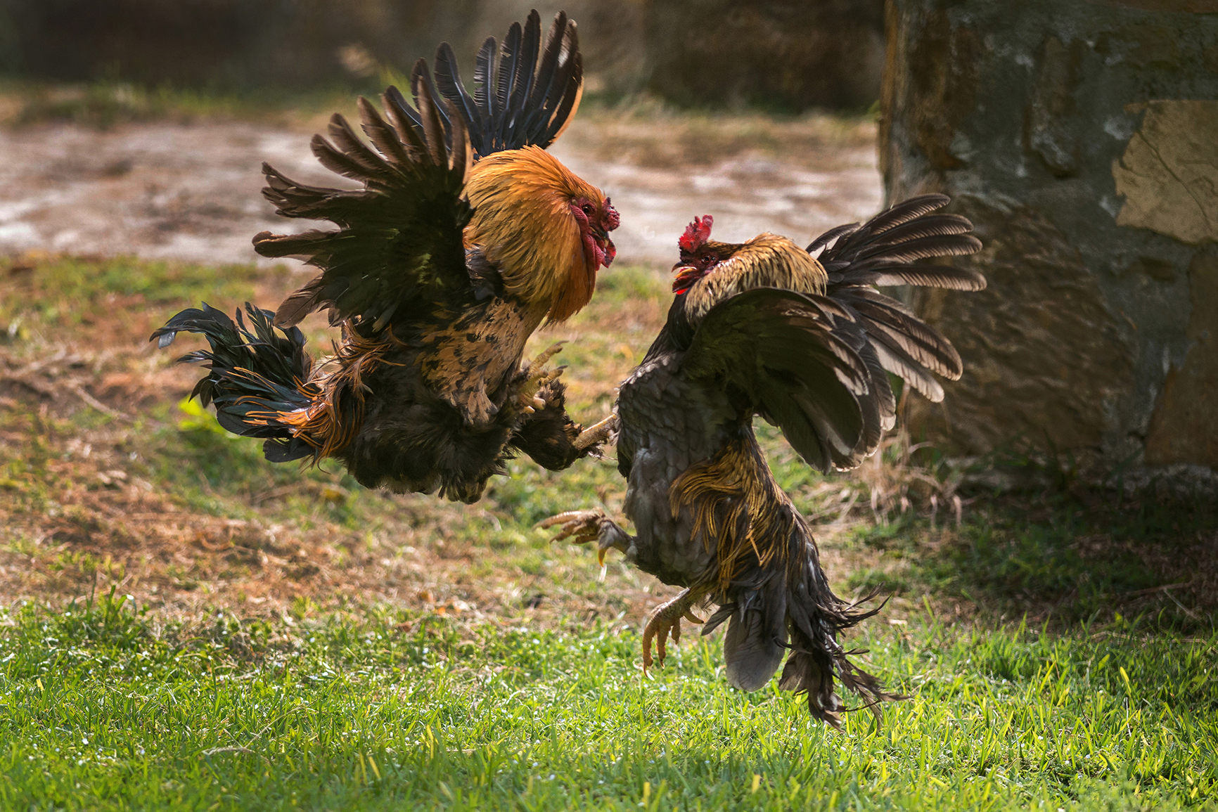 two cocks in the henhouse ...