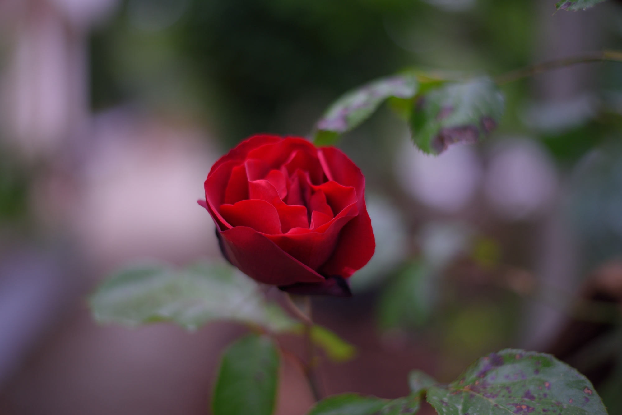 Red rose