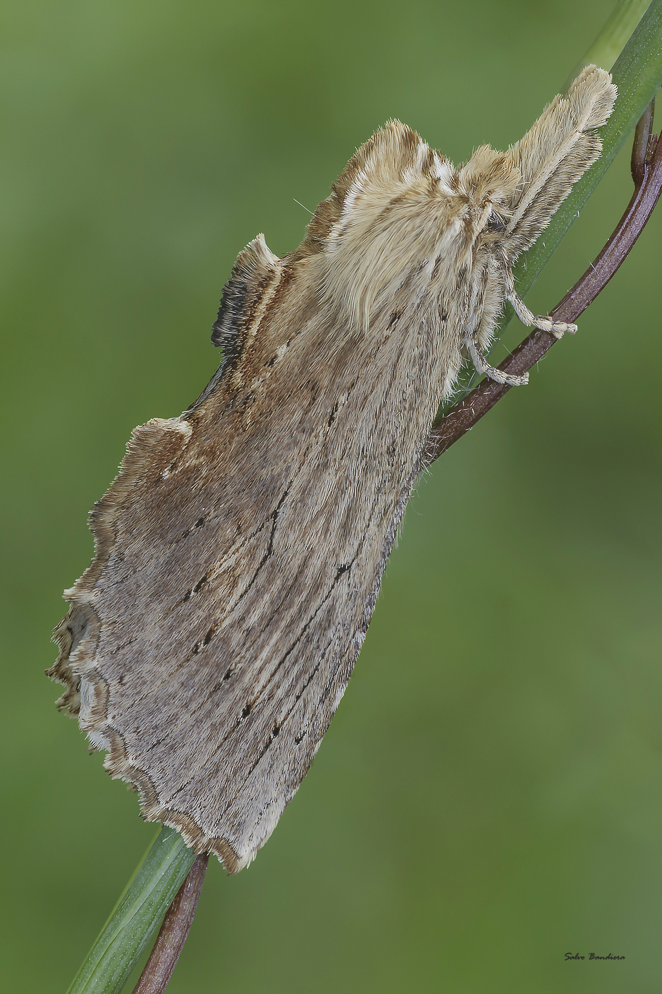 Falena -Pterostoma palpina...