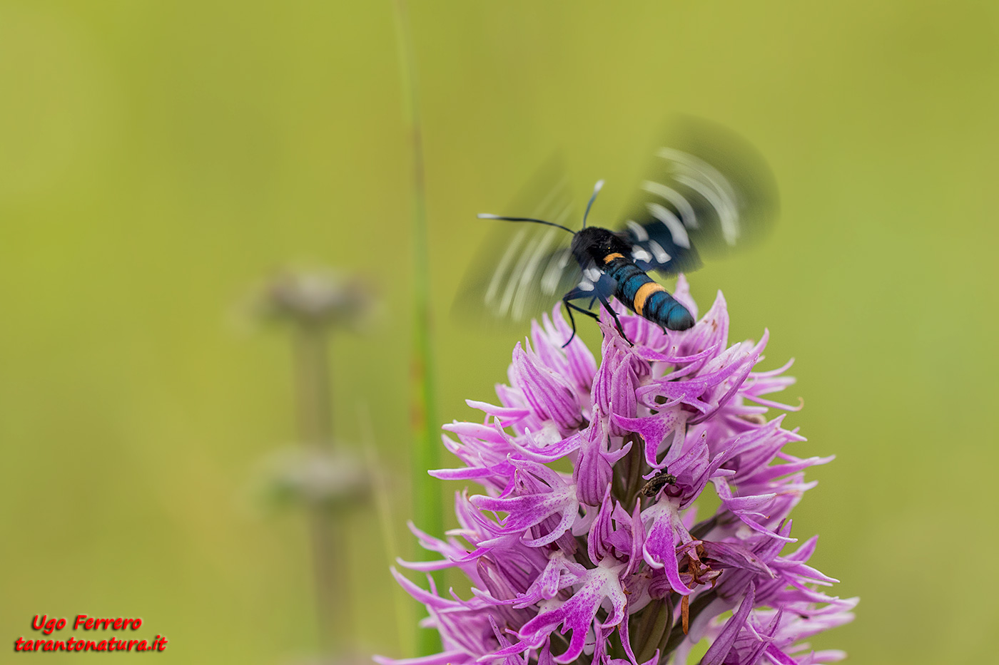 The flight of beauty ...