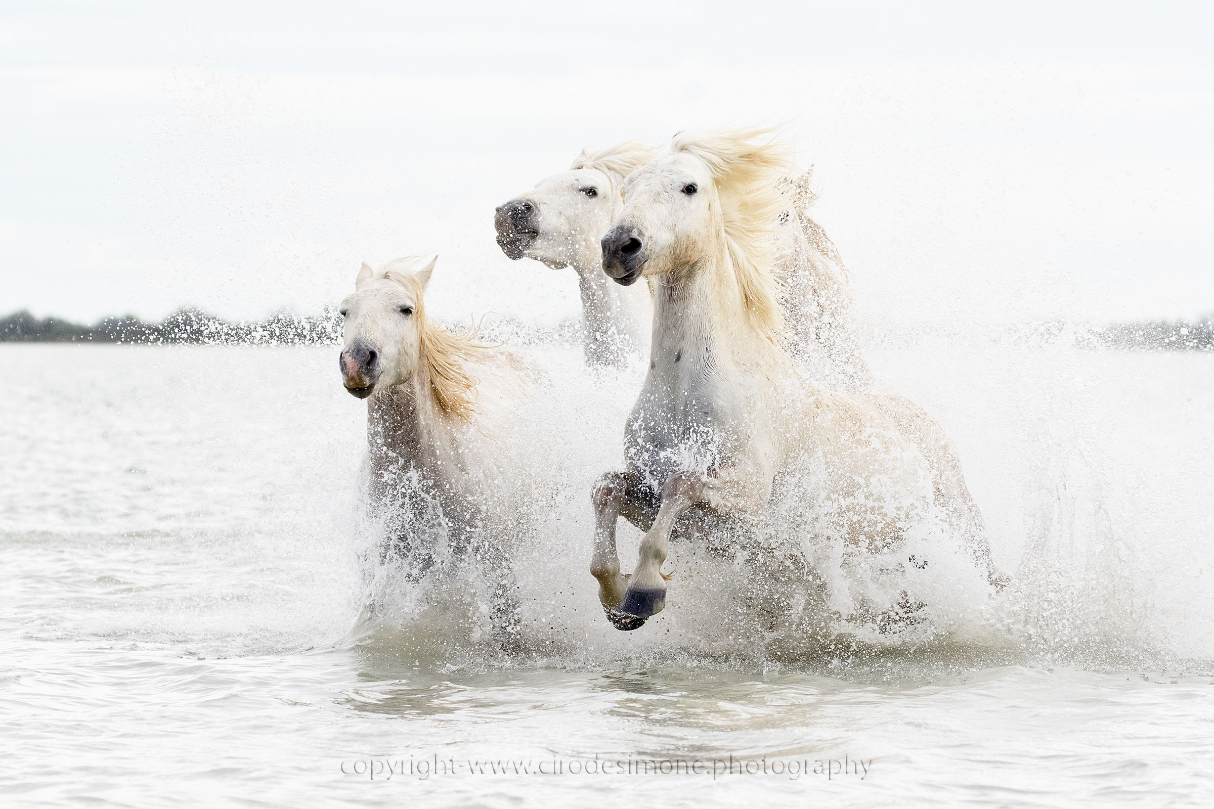 Cavalli in hight key