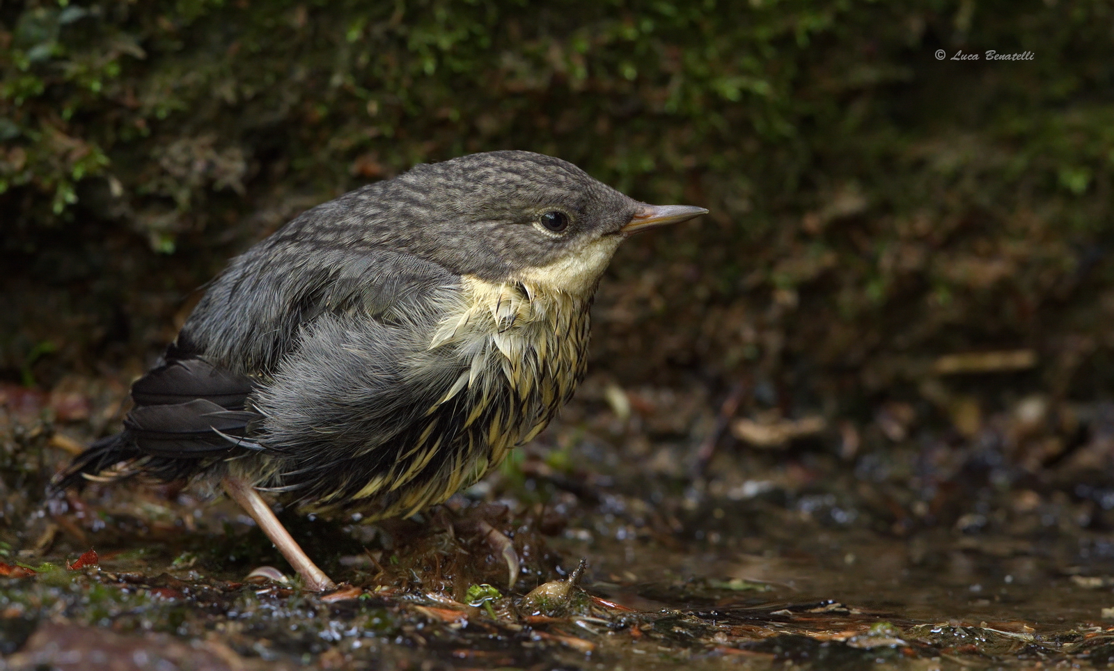 Pullo di Merlo acquaiolo