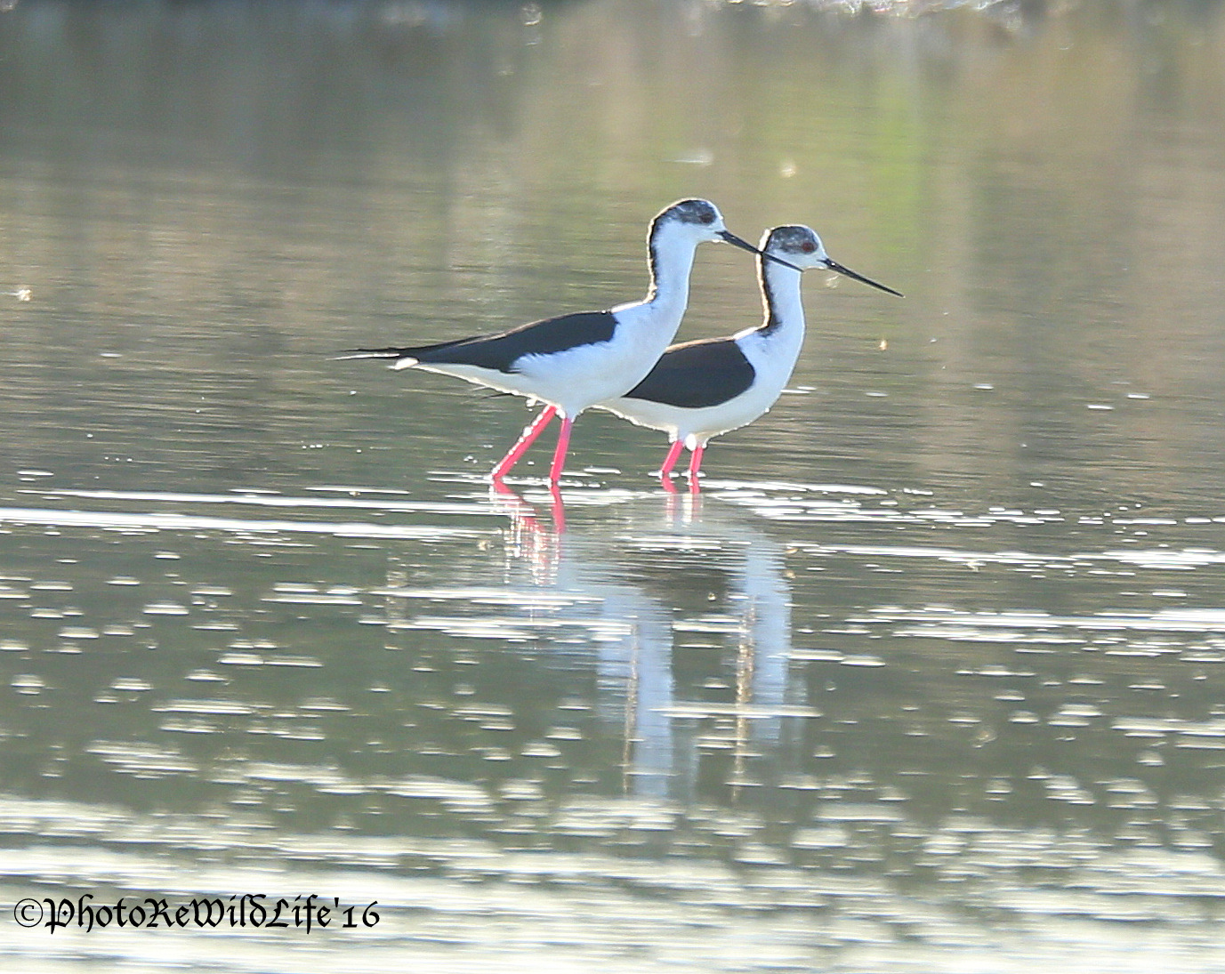 Pair of Knights Of Italy