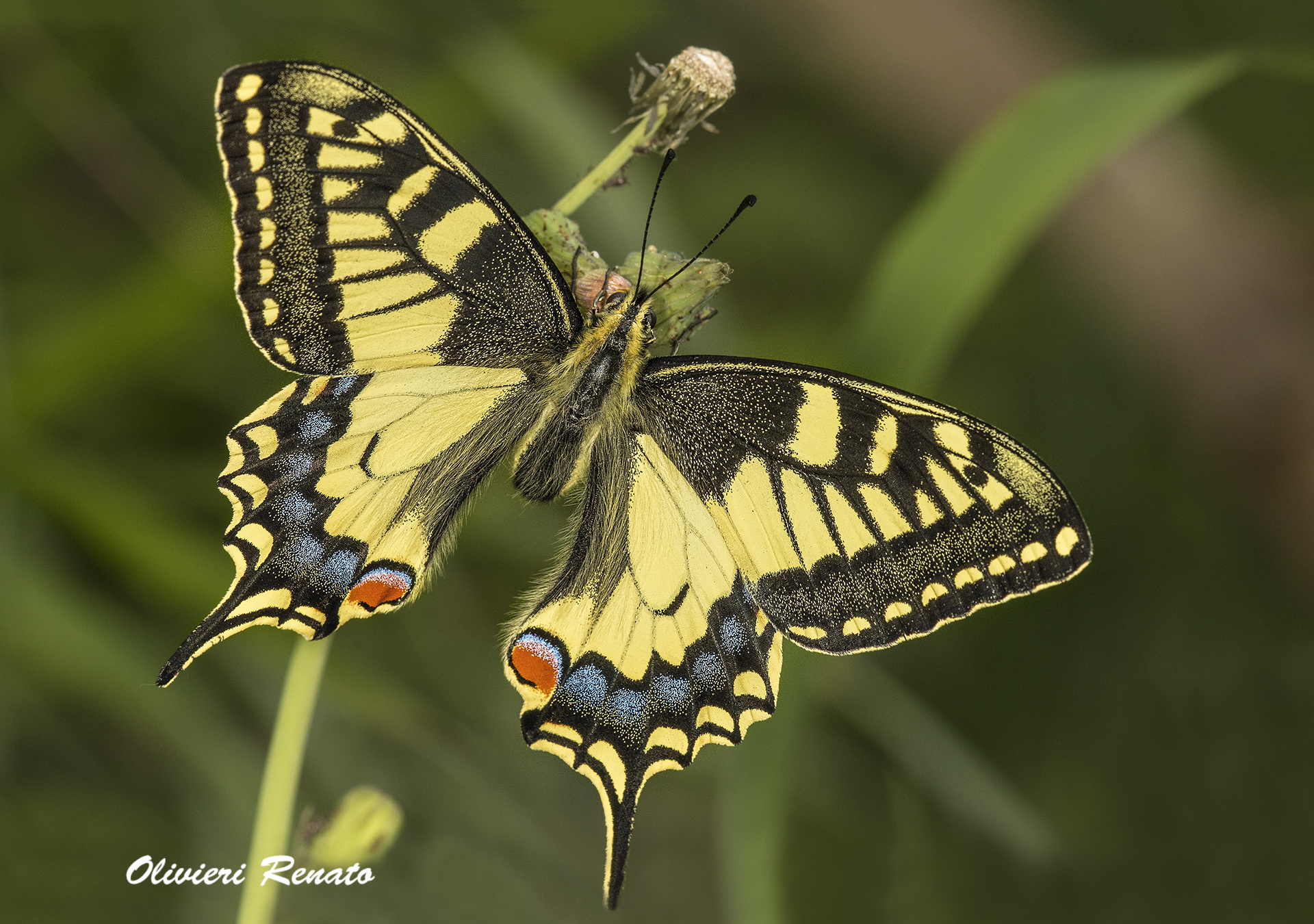 Swallowtail (Papilio Machaon)