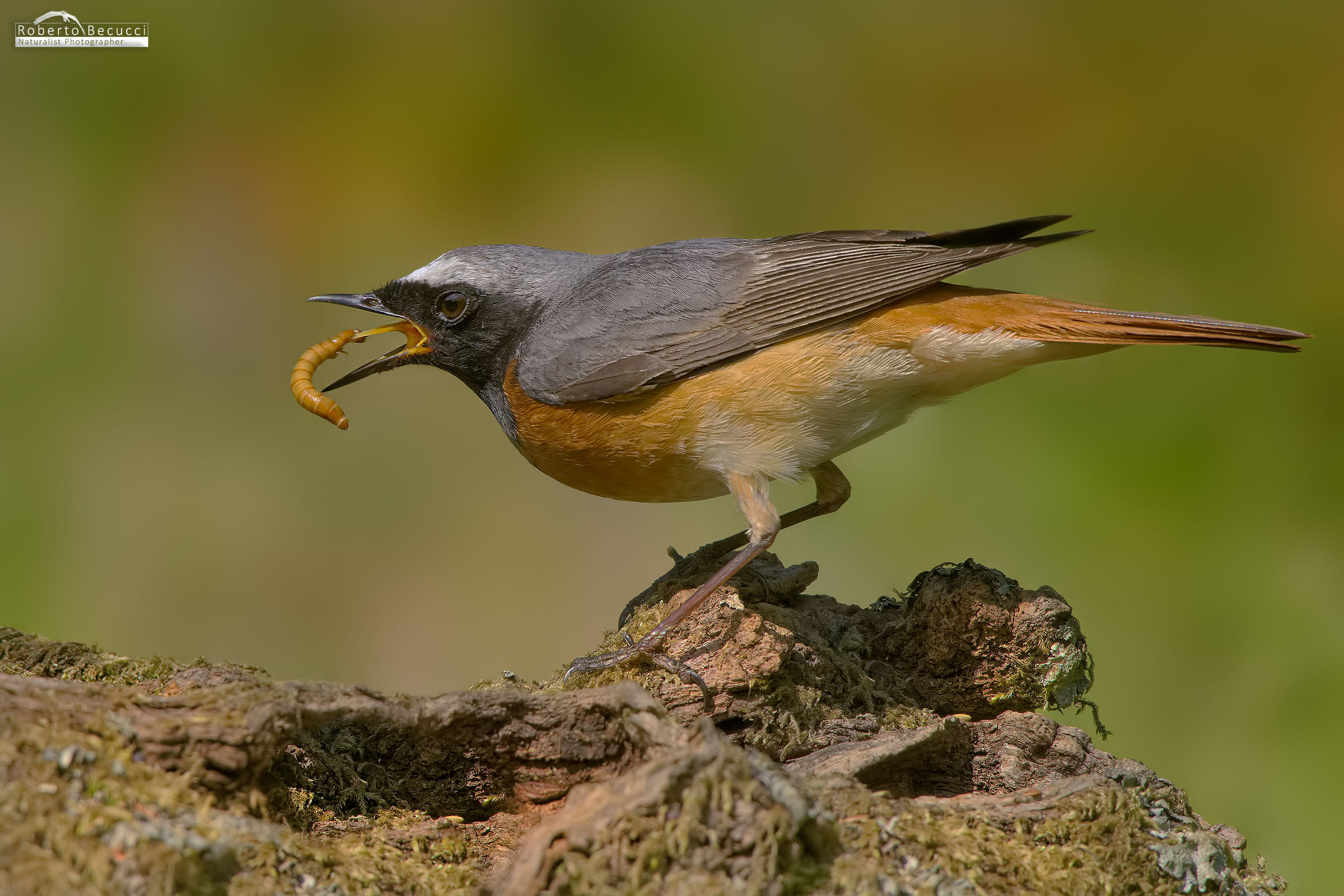 200-500 Moltiplicato Kenko