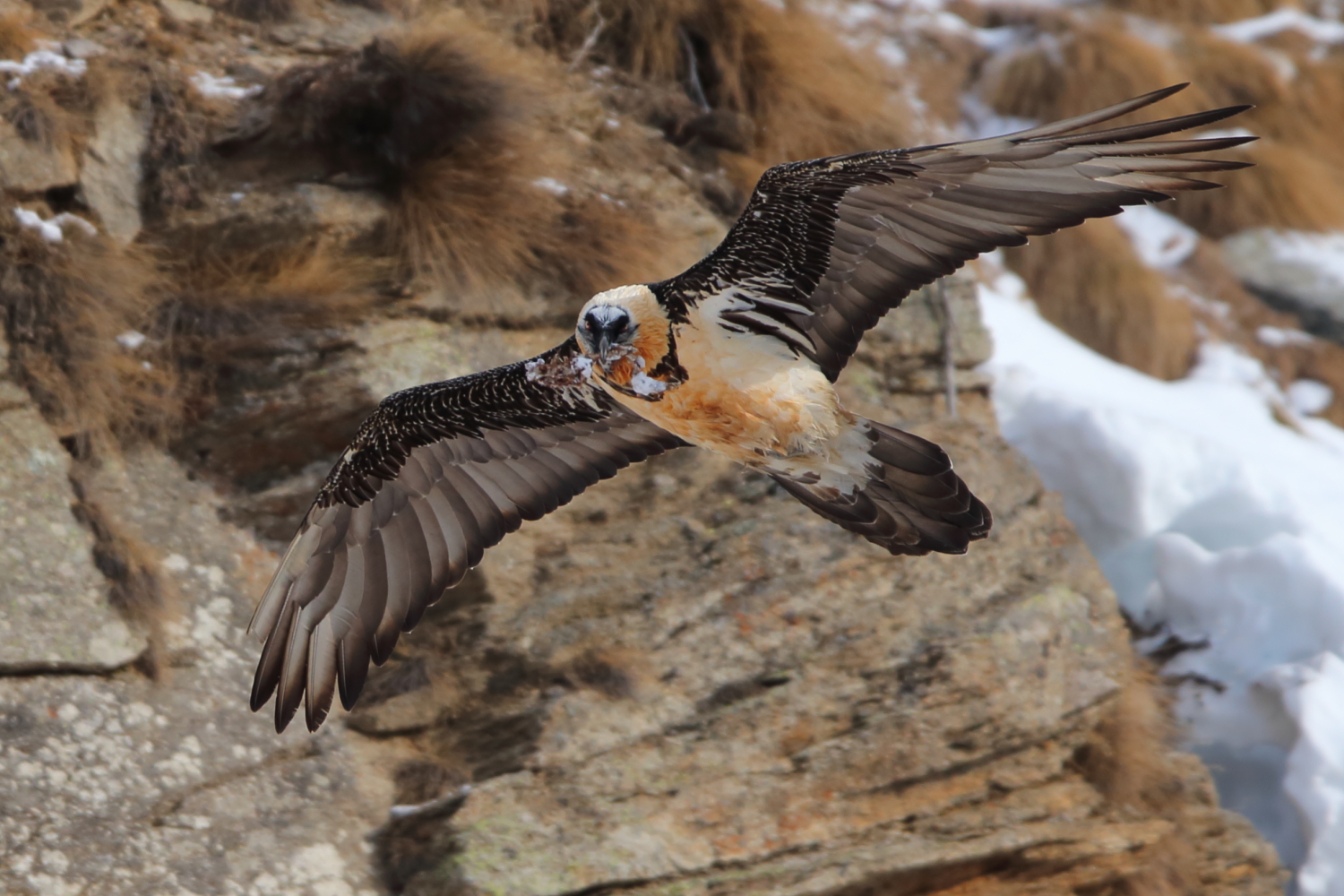 Bearded vulture with the bone