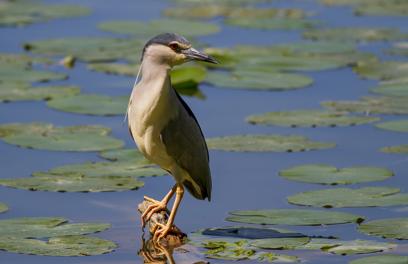 Night Heron in lookout