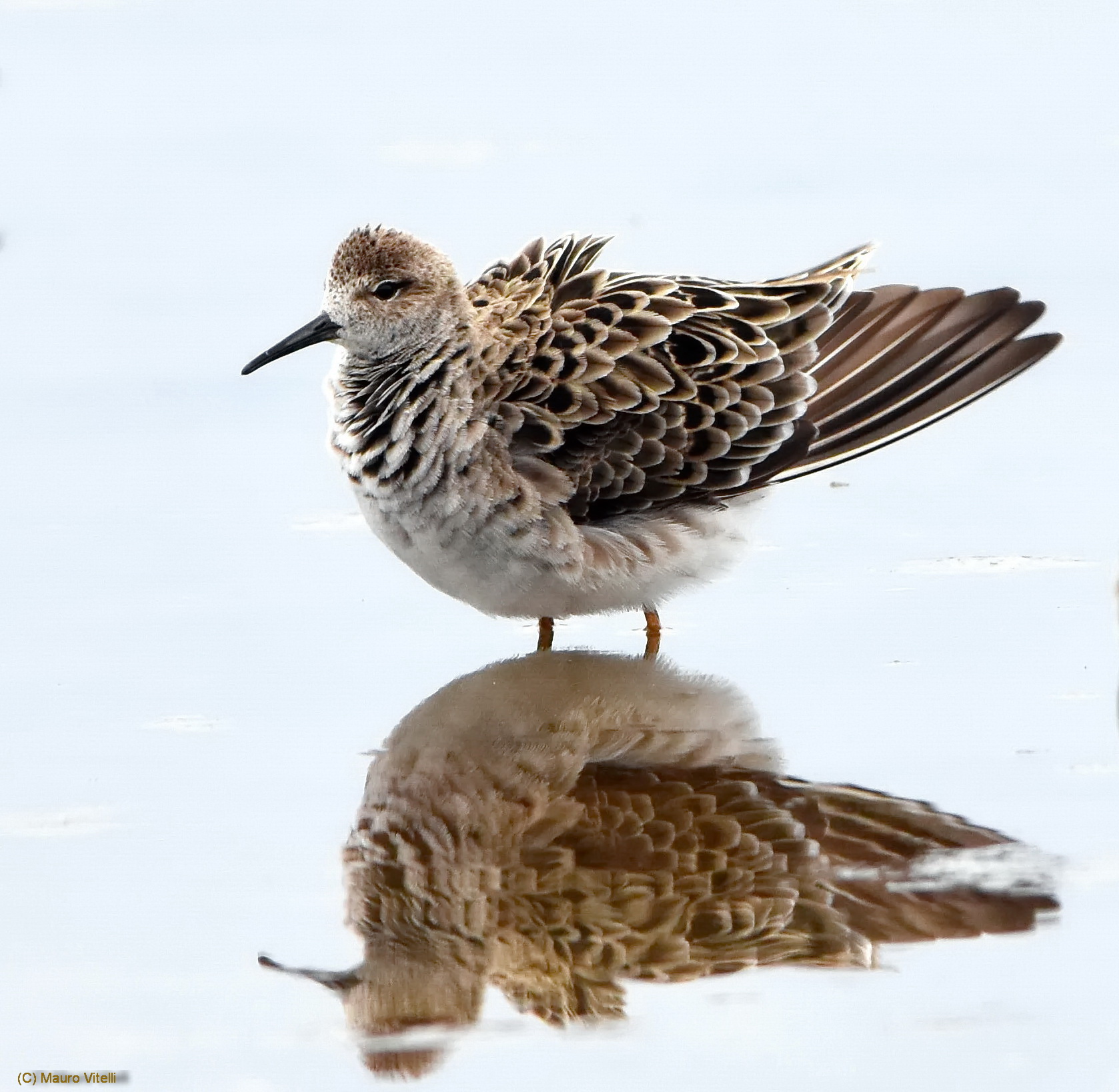 The fairest of them all