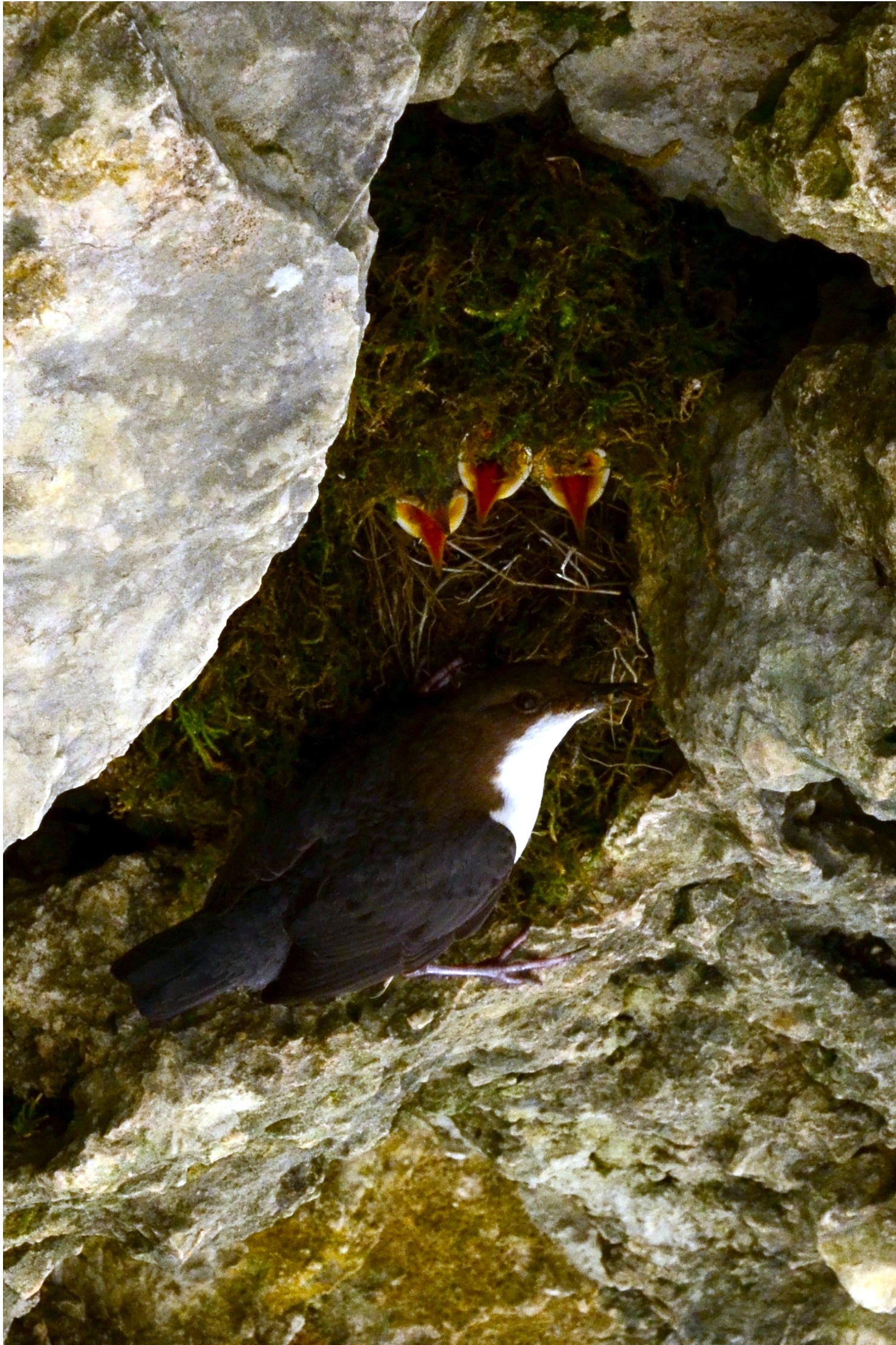 merlo acquaiolo al nido