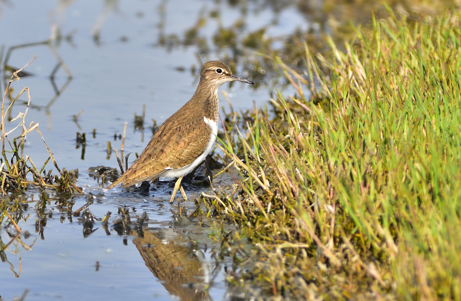 Common Sandpiper