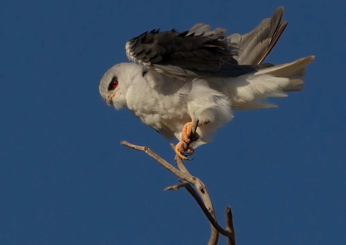 Blackshoulderd Kite