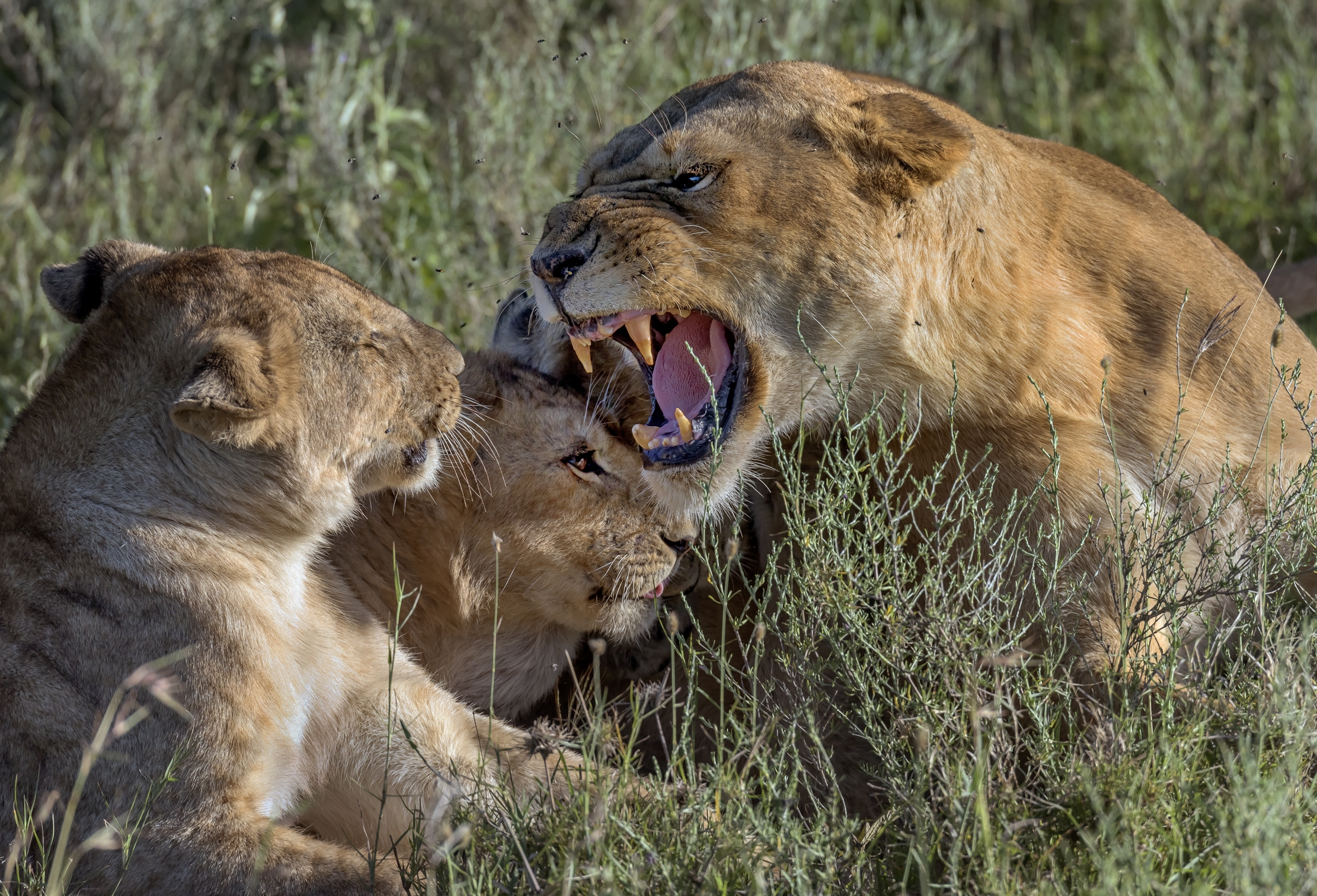 Tanzania 2016 - La sgridata