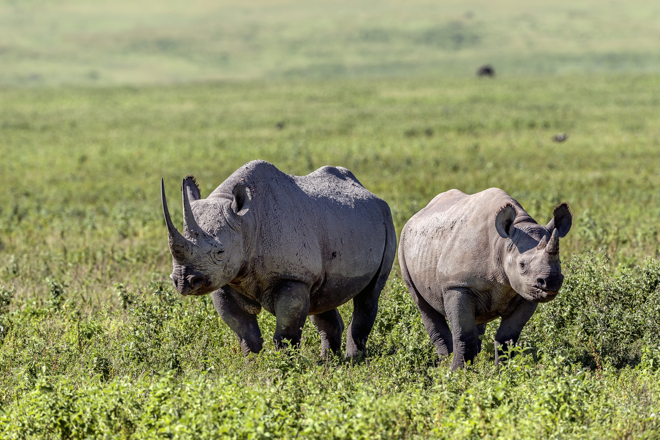 Tanzania 2016 - Rino