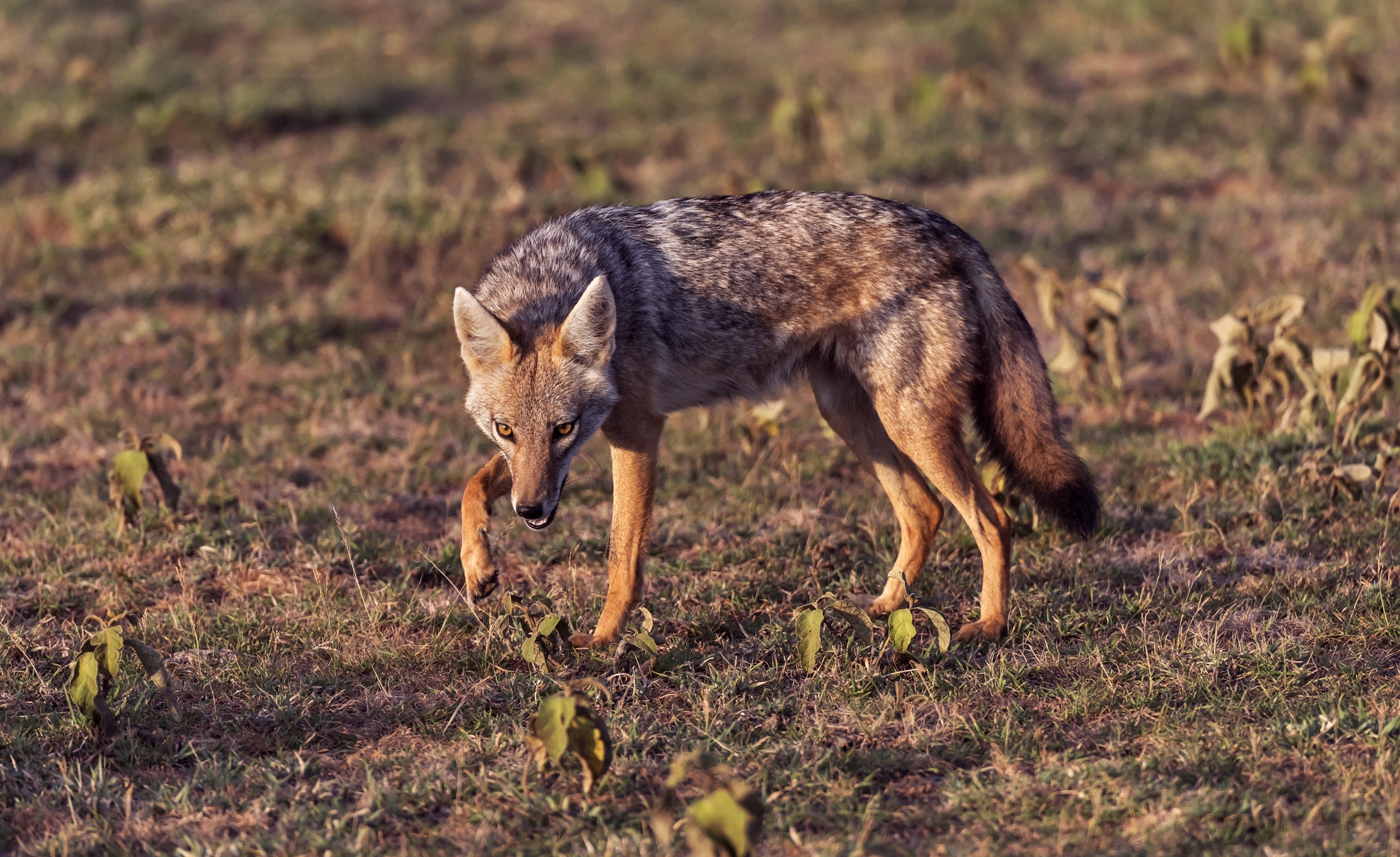 Tanzania 2016 - All'alba