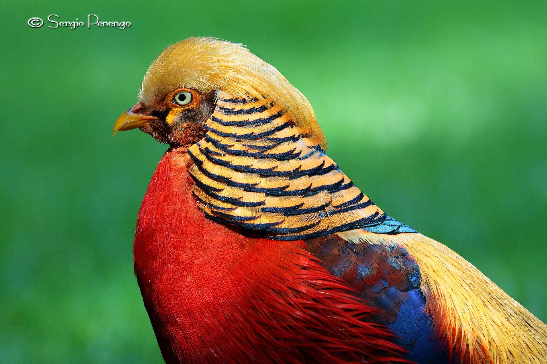 "Ritratto di fagiano dorato"