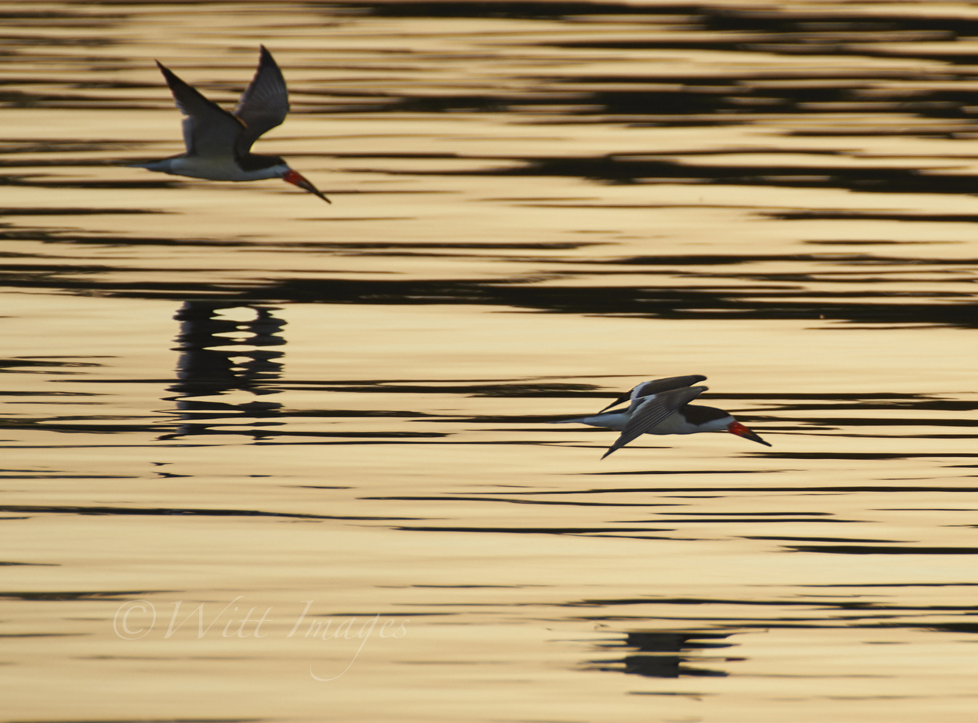 Black Skimmers